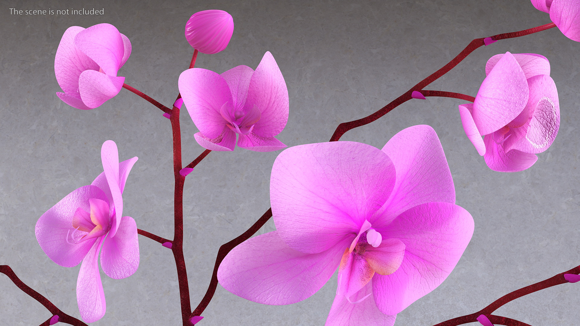 3D Pink Phalaenopsis Orchid in Black Vase model