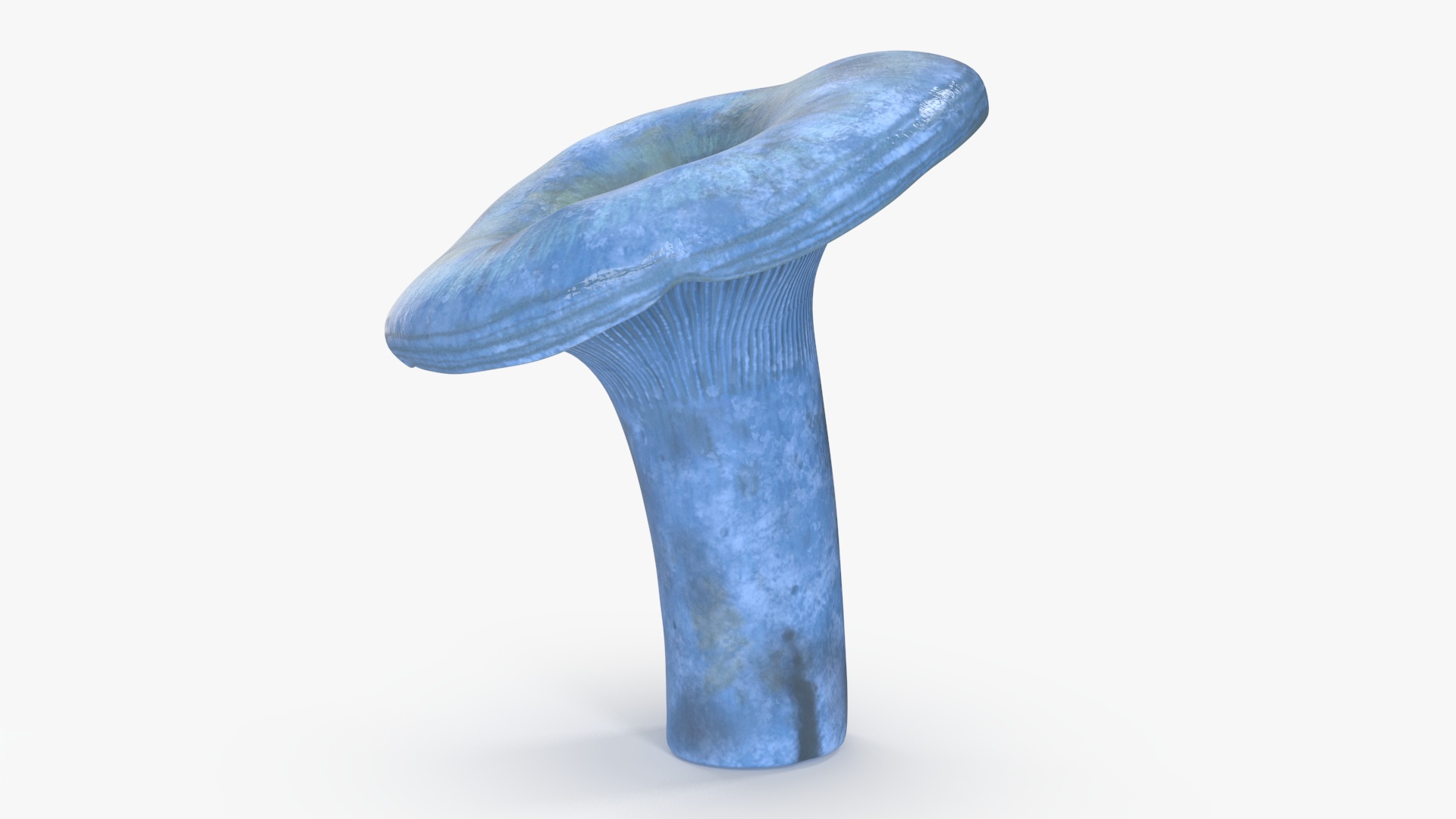 3D Lactarius Indigo