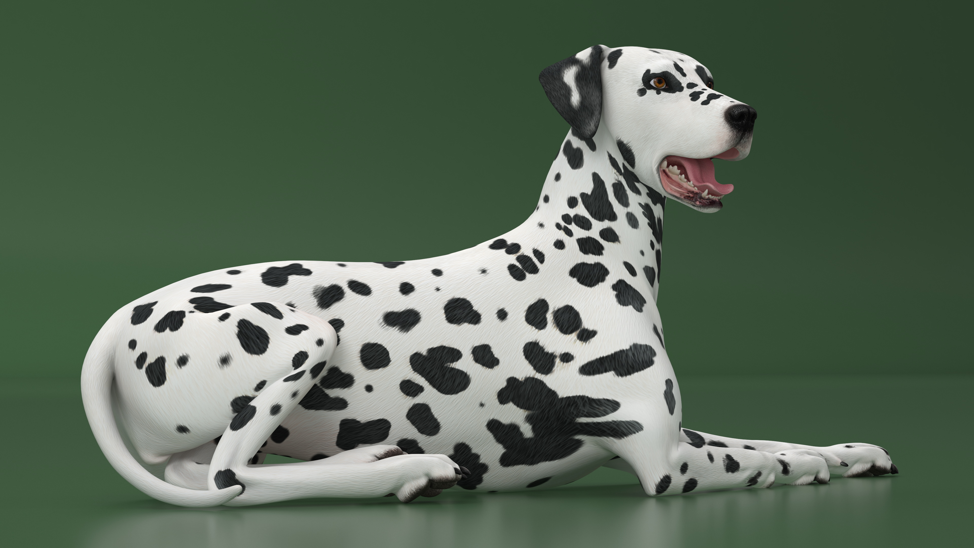 Spotted Lying Dalmatian Dog 3D