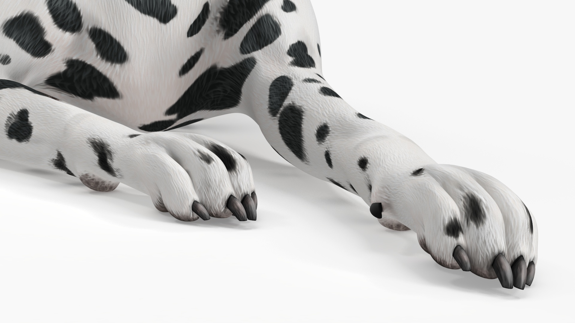 Spotted Lying Dalmatian Dog 3D