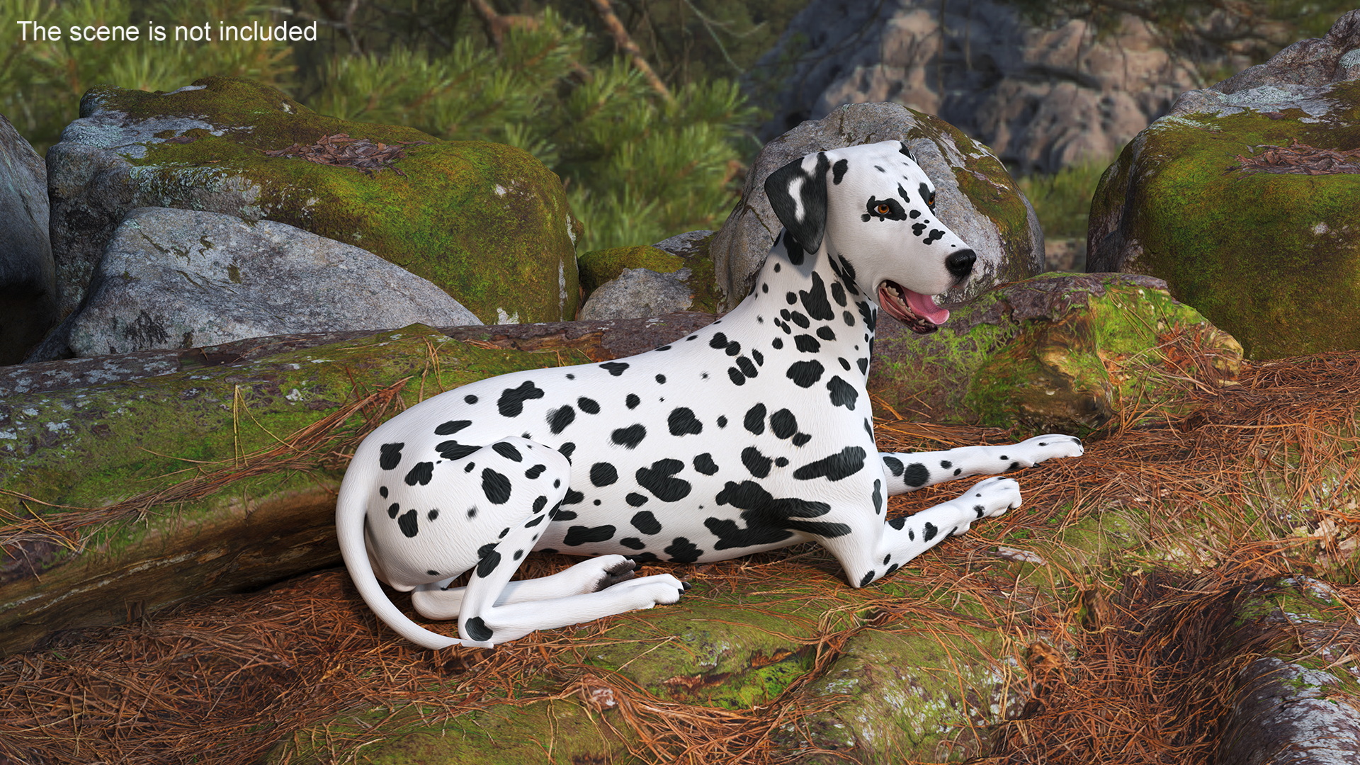 Spotted Lying Dalmatian Dog 3D