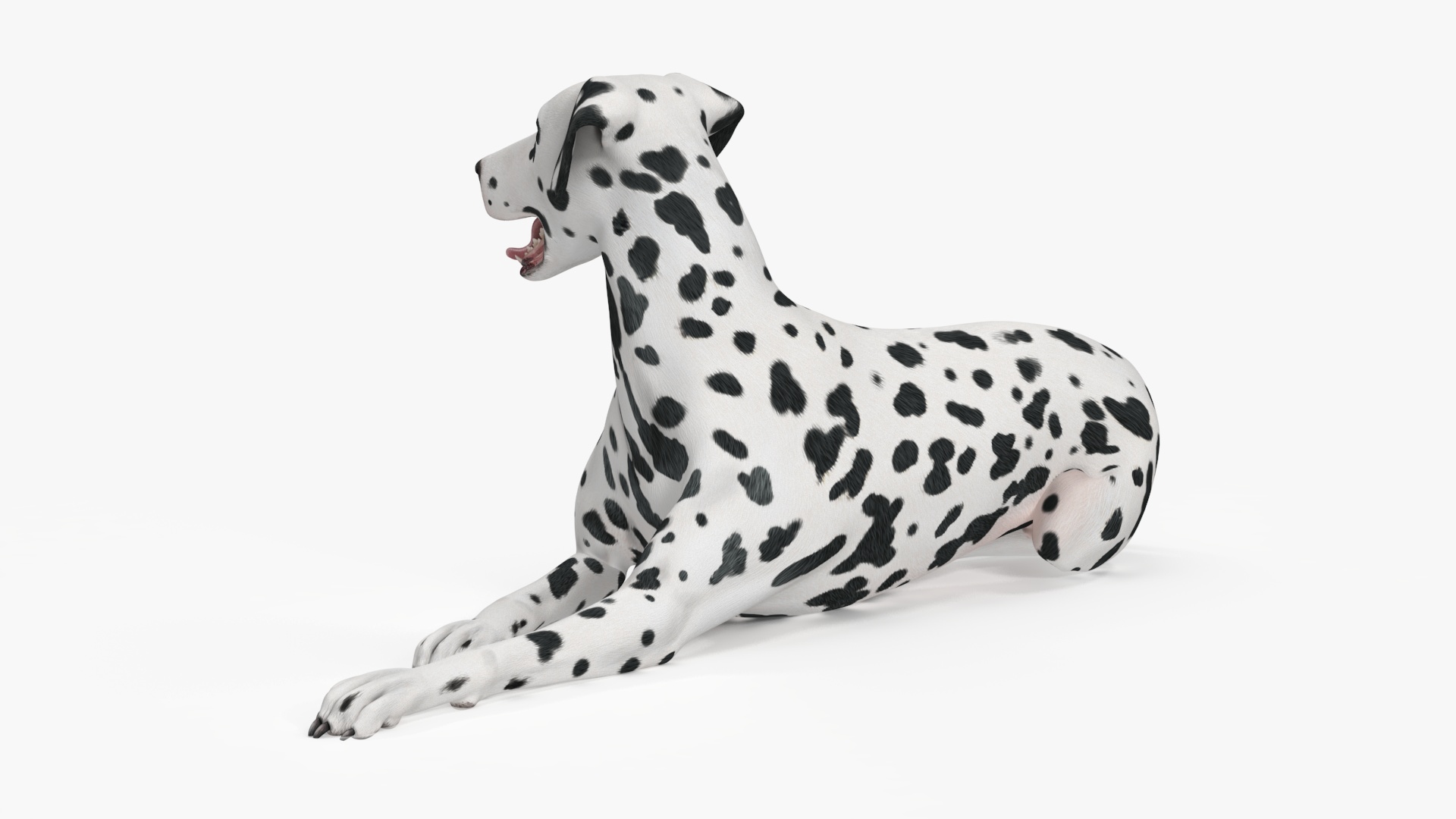 Spotted Lying Dalmatian Dog 3D