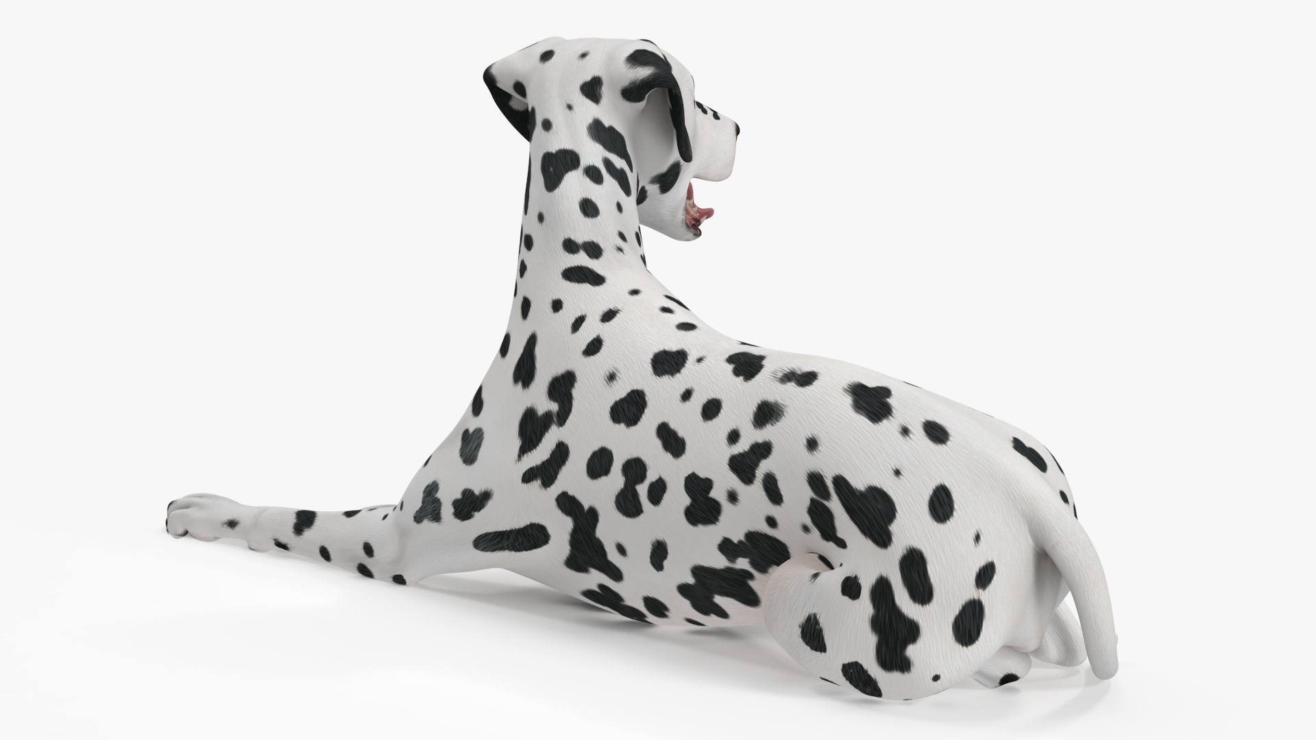 Spotted Lying Dalmatian Dog 3D