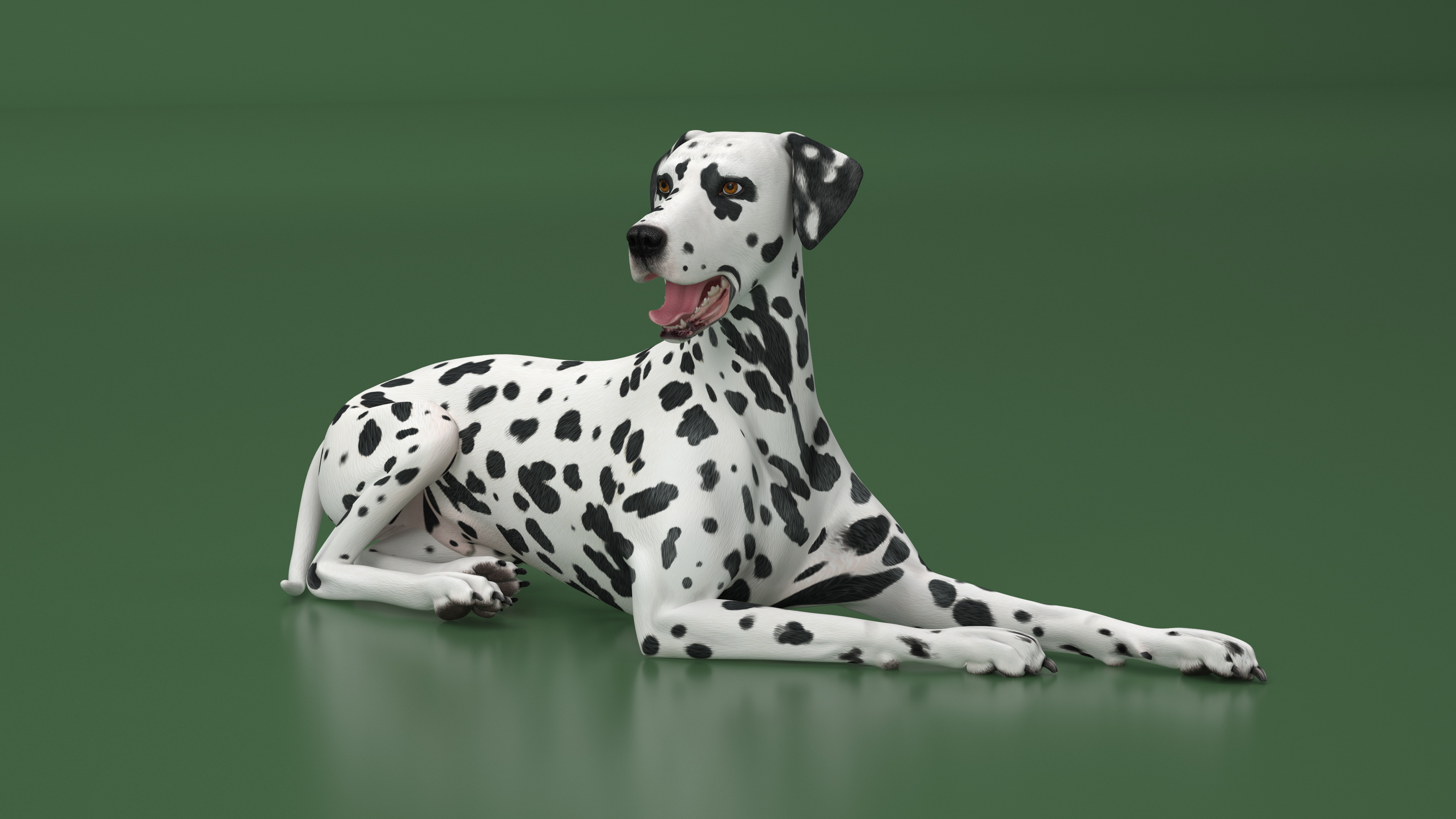 Spotted Lying Dalmatian Dog 3D
