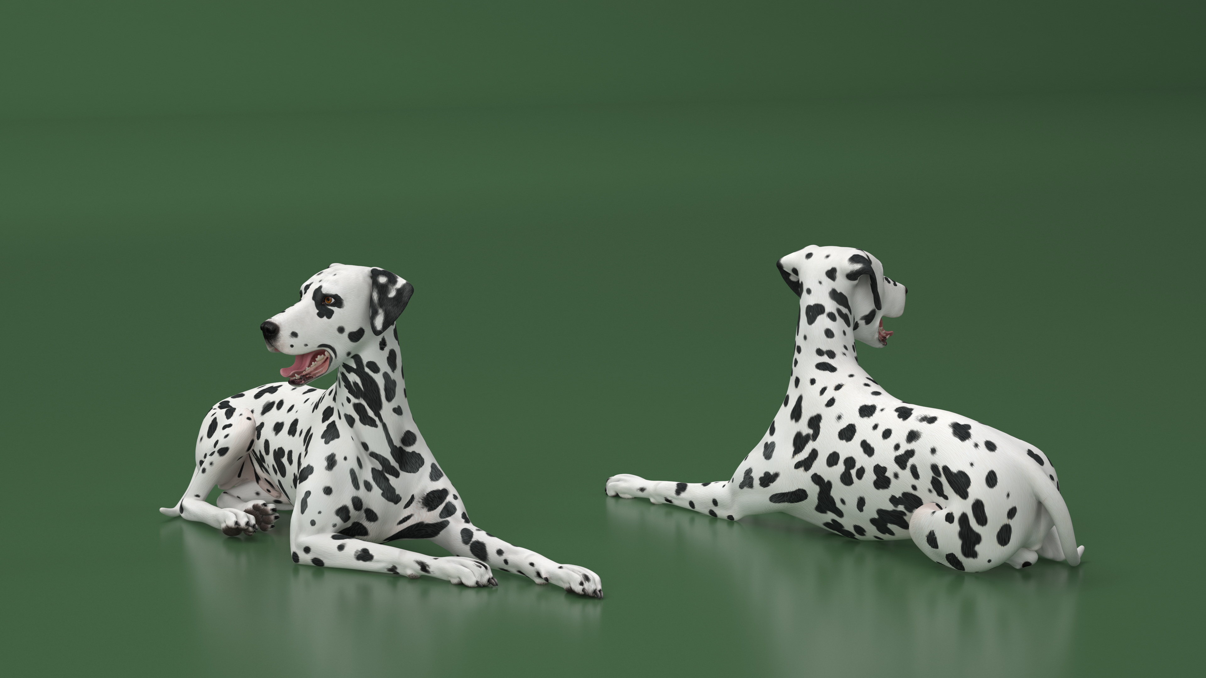 Spotted Lying Dalmatian Dog 3D