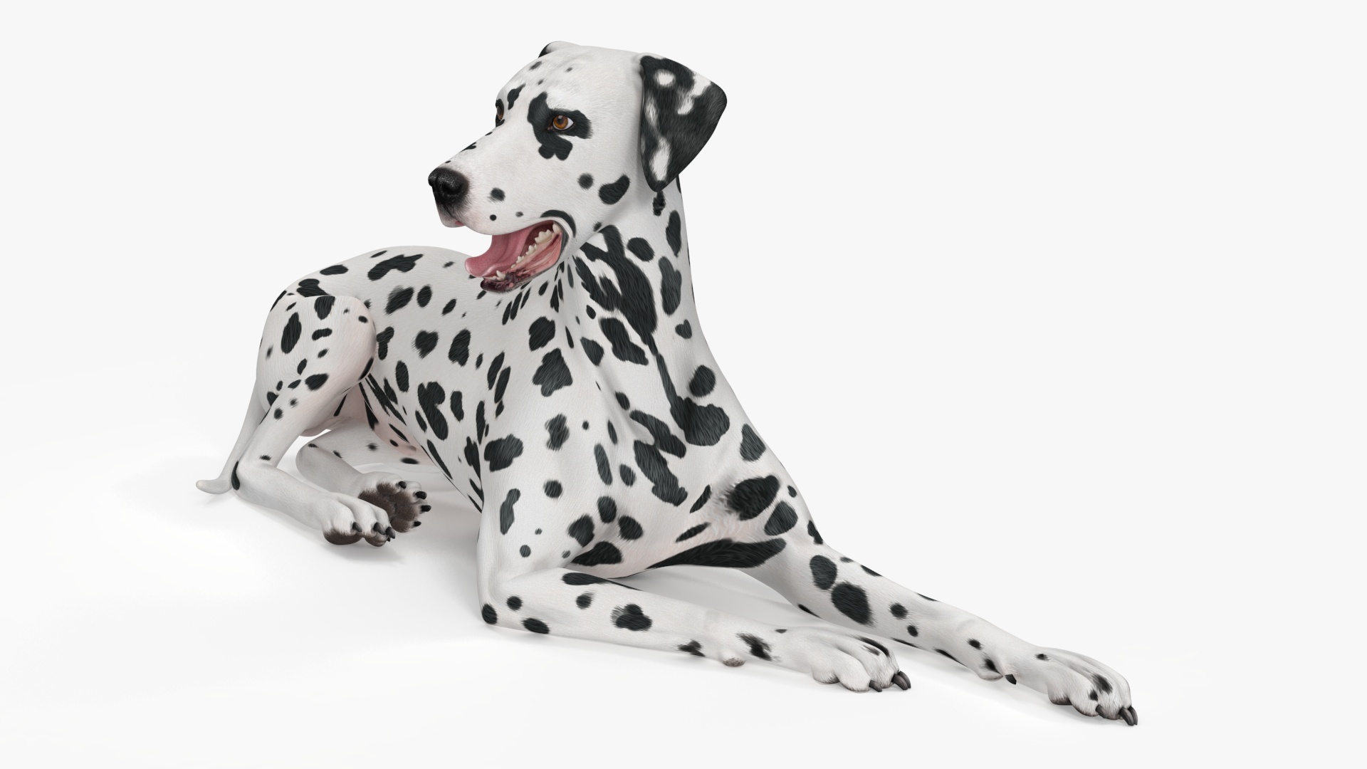 Spotted Lying Dalmatian Dog 3D