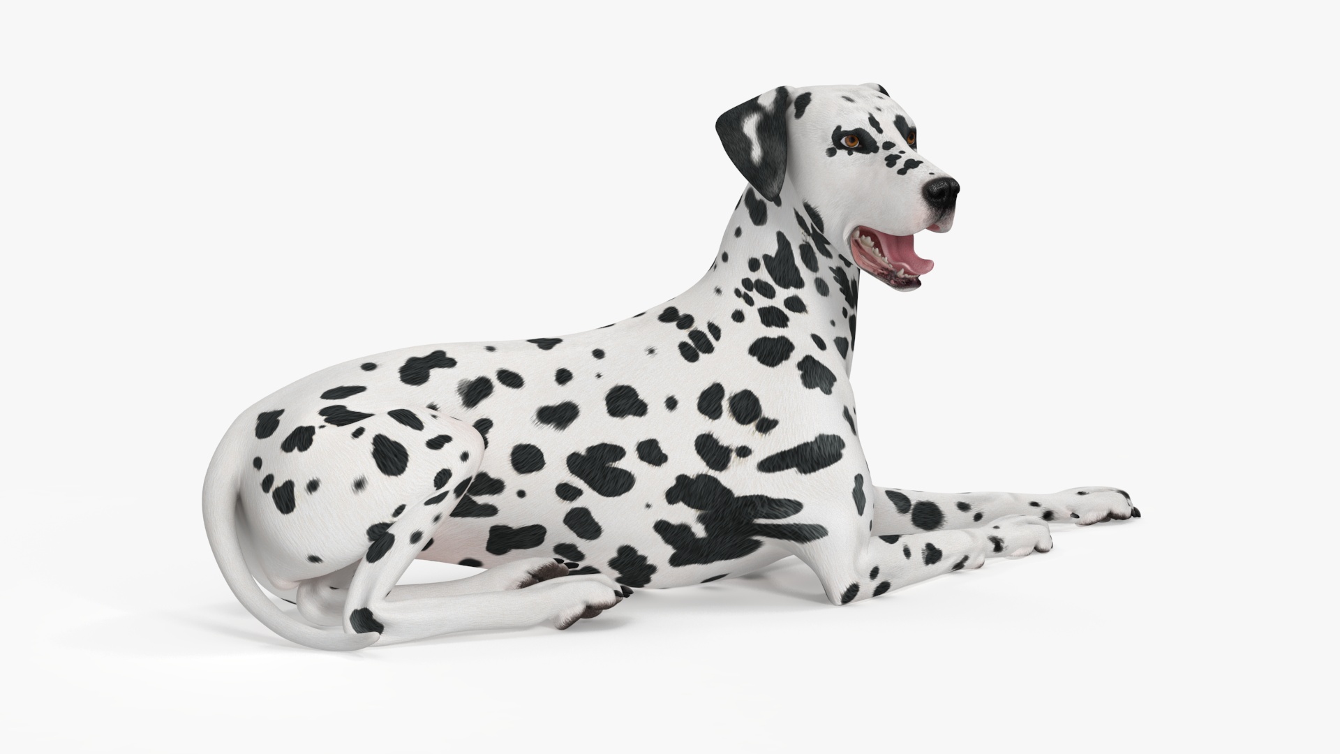 Spotted Lying Dalmatian Dog 3D