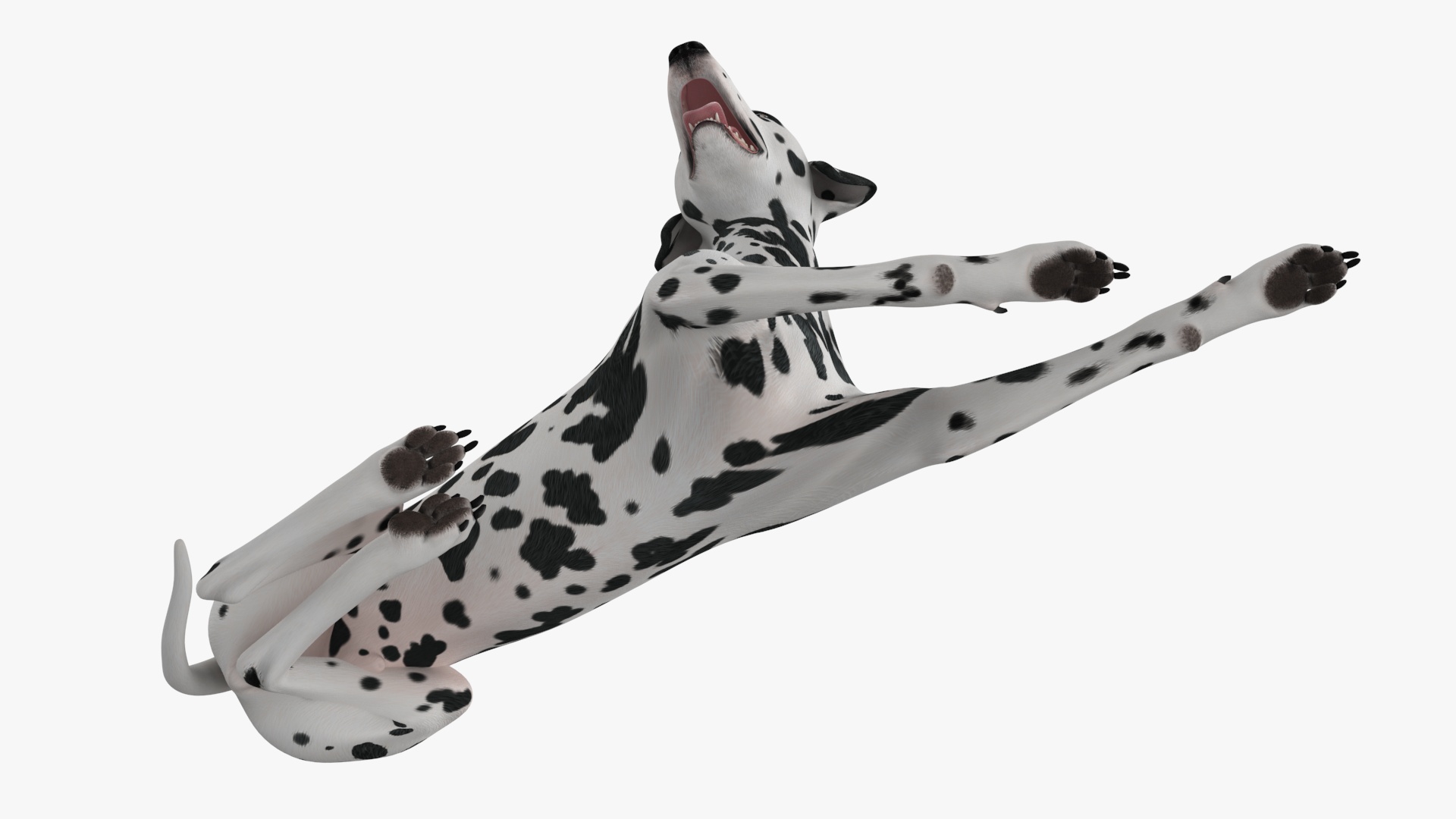 Spotted Lying Dalmatian Dog 3D