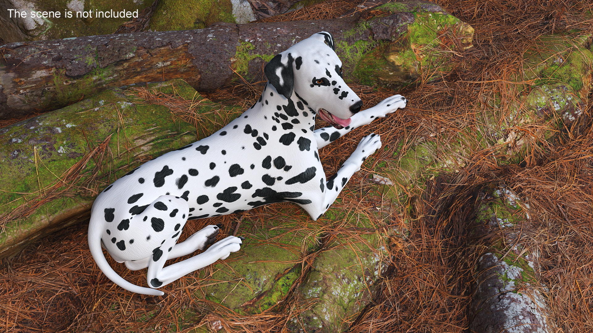 Spotted Lying Dalmatian Dog 3D