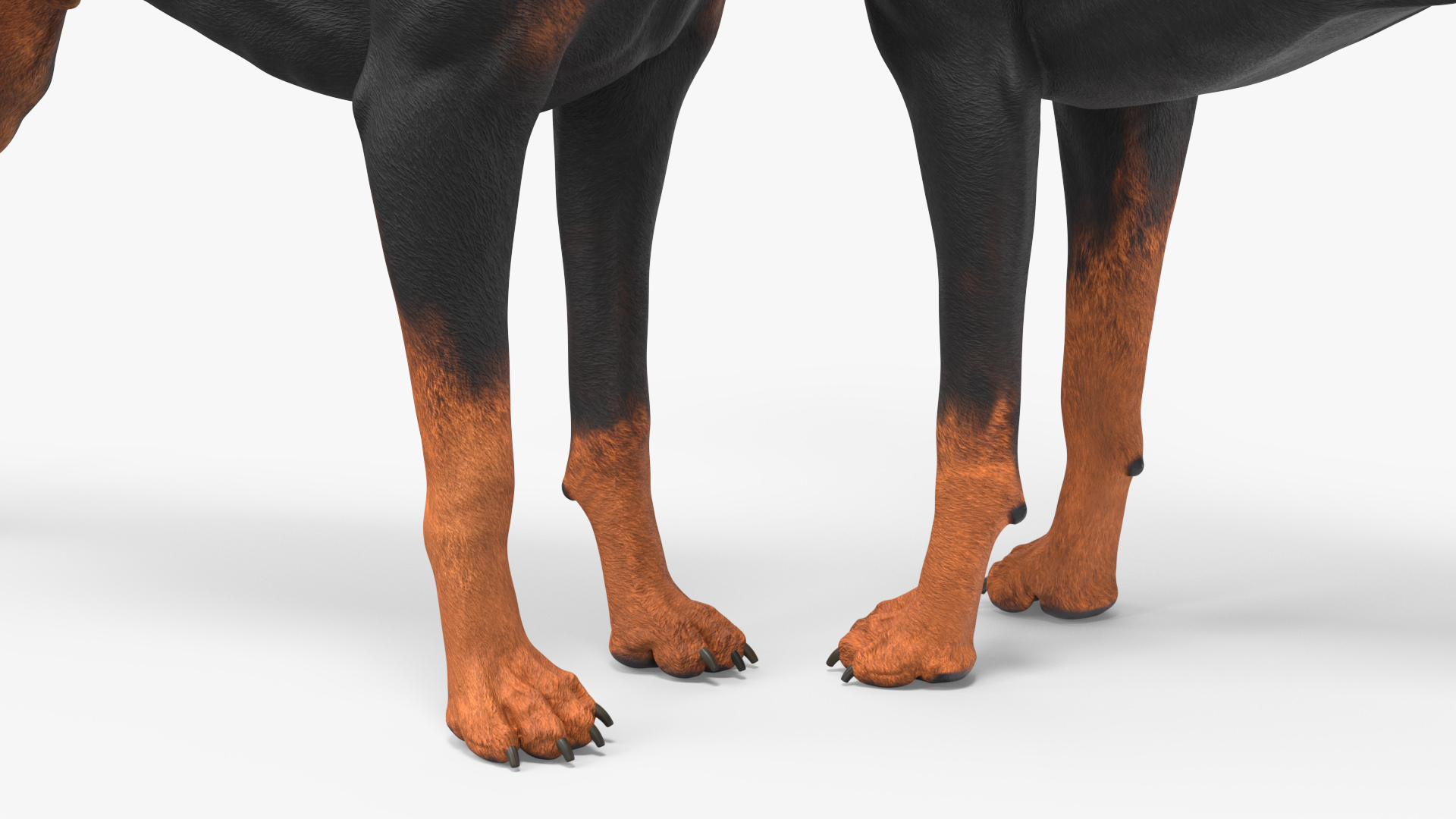 3D Doberman Pinscher Dog