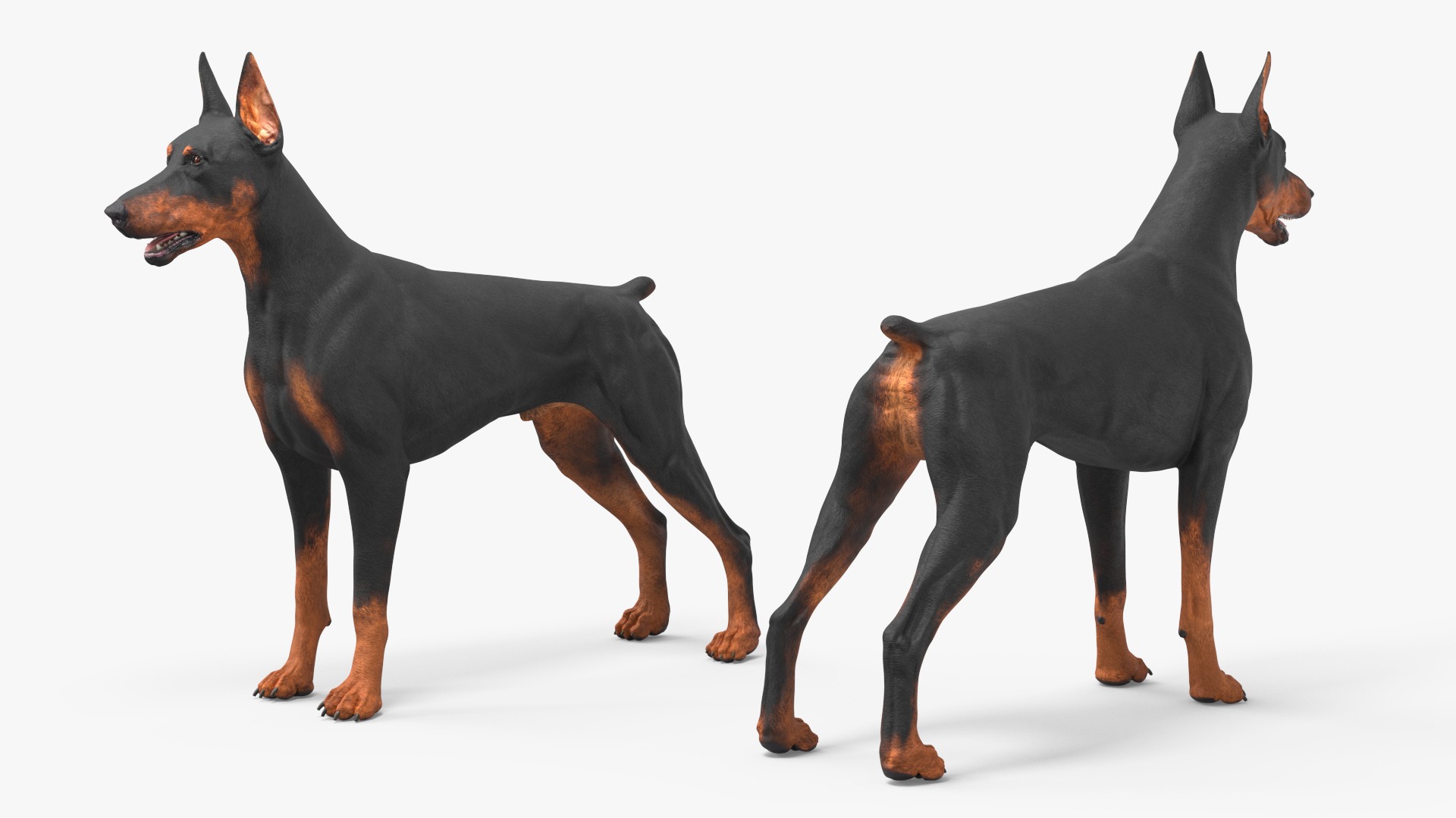 3D Doberman Pinscher Dog