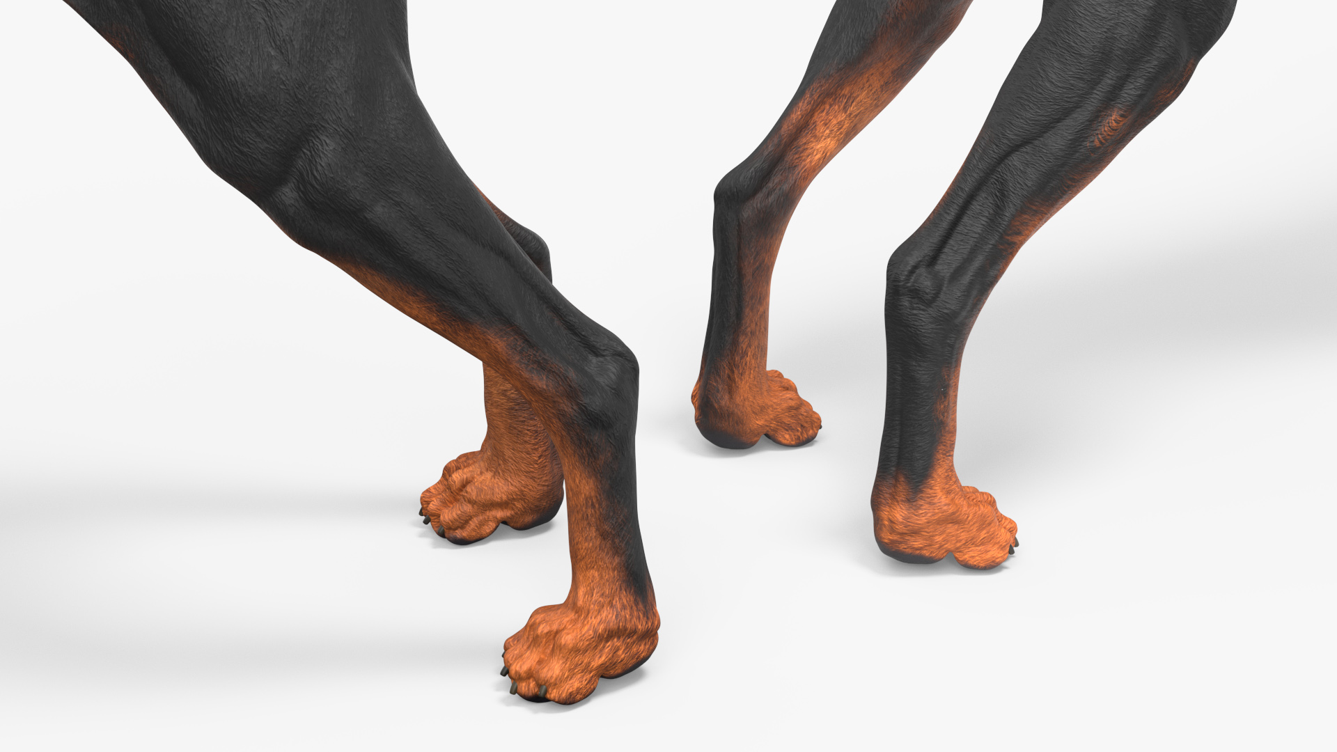3D Doberman Pinscher Dog