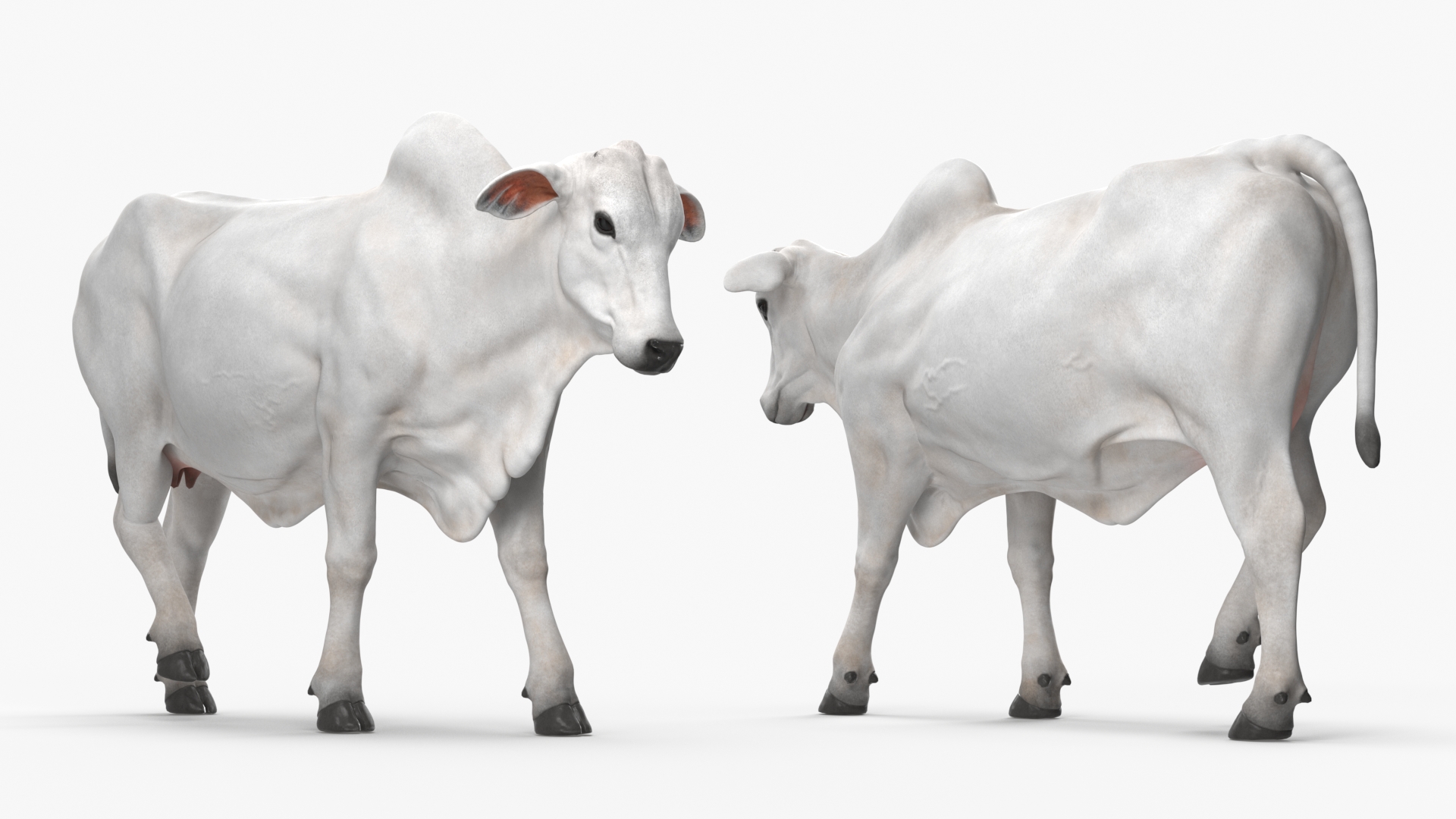 White Cow Female Walking 3D model