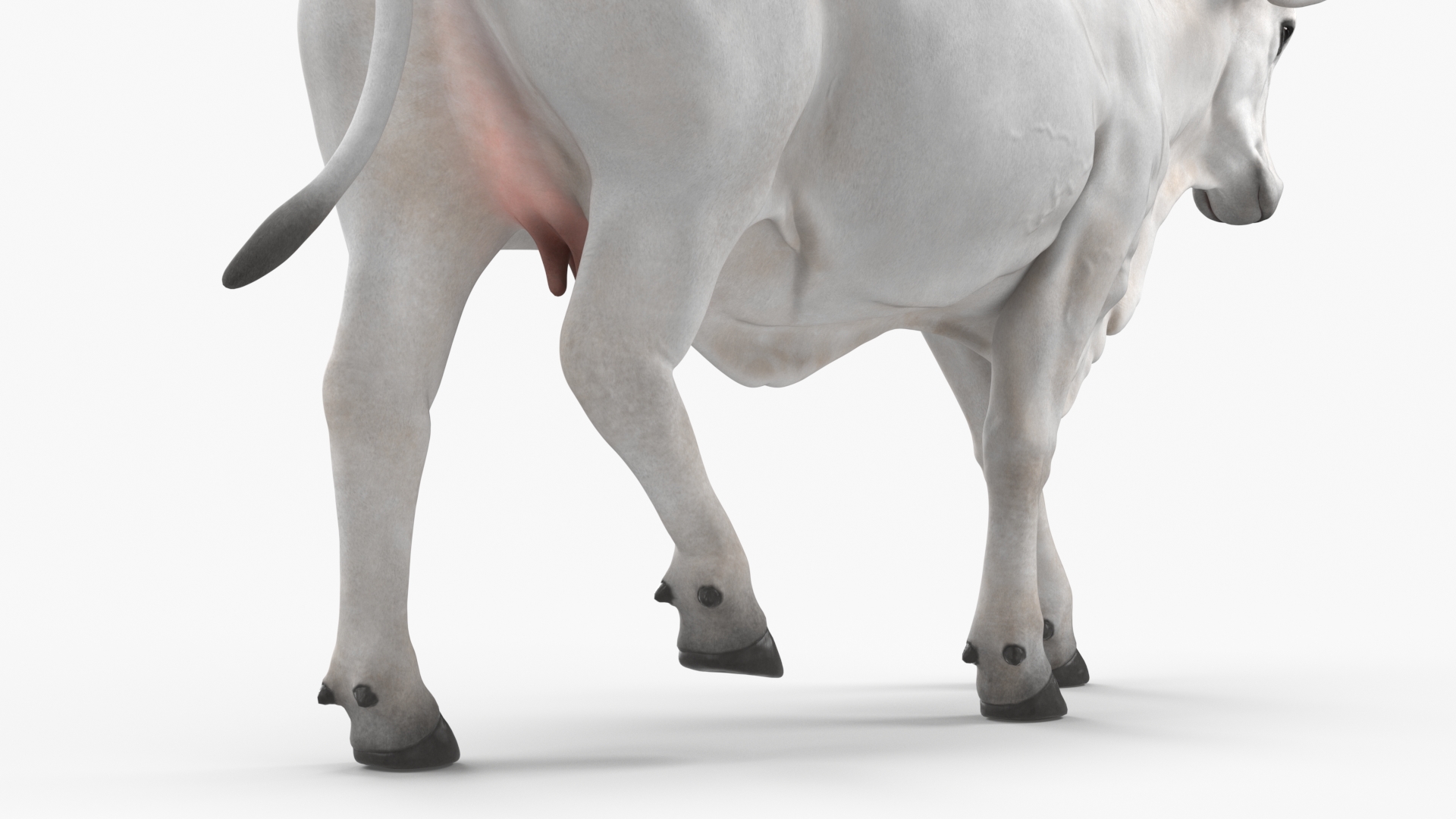 White Cow Female Walking 3D model