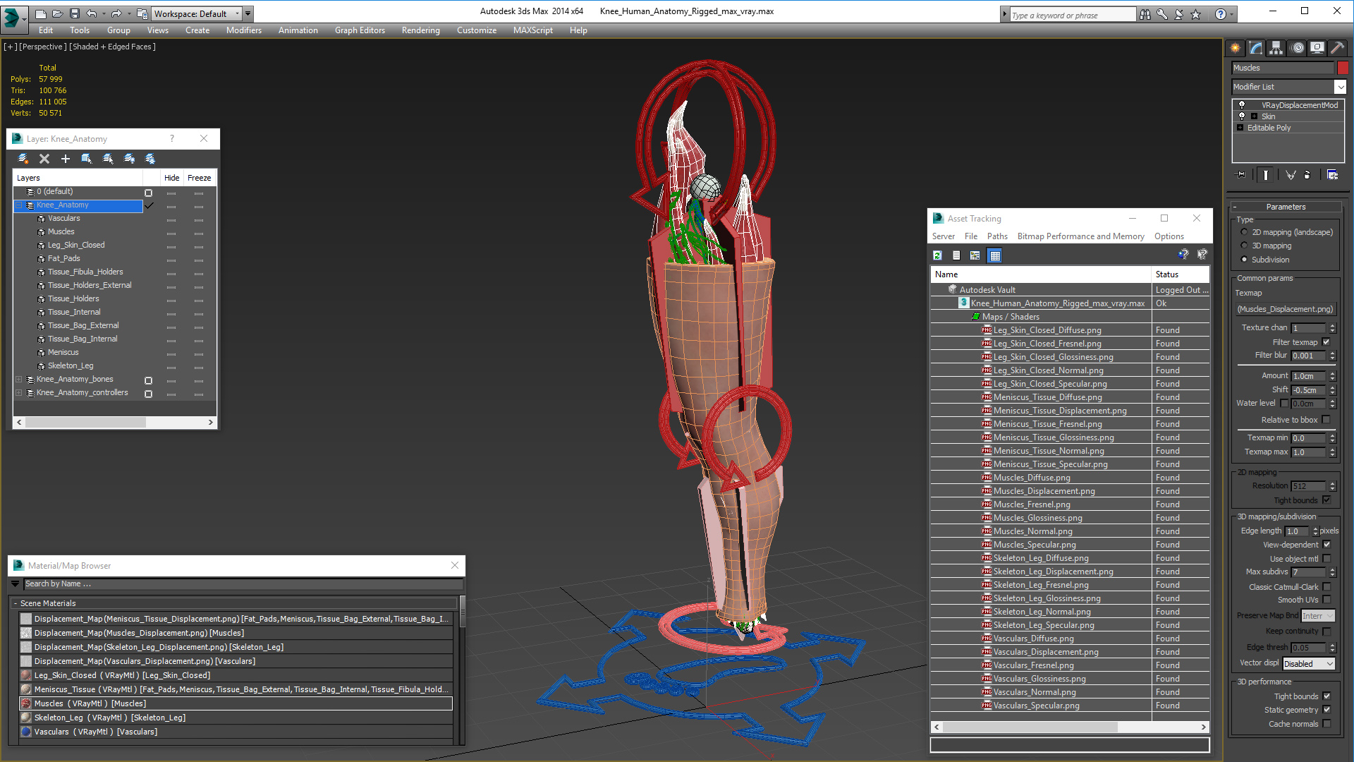 3D model Knee Human Anatomy Rigged