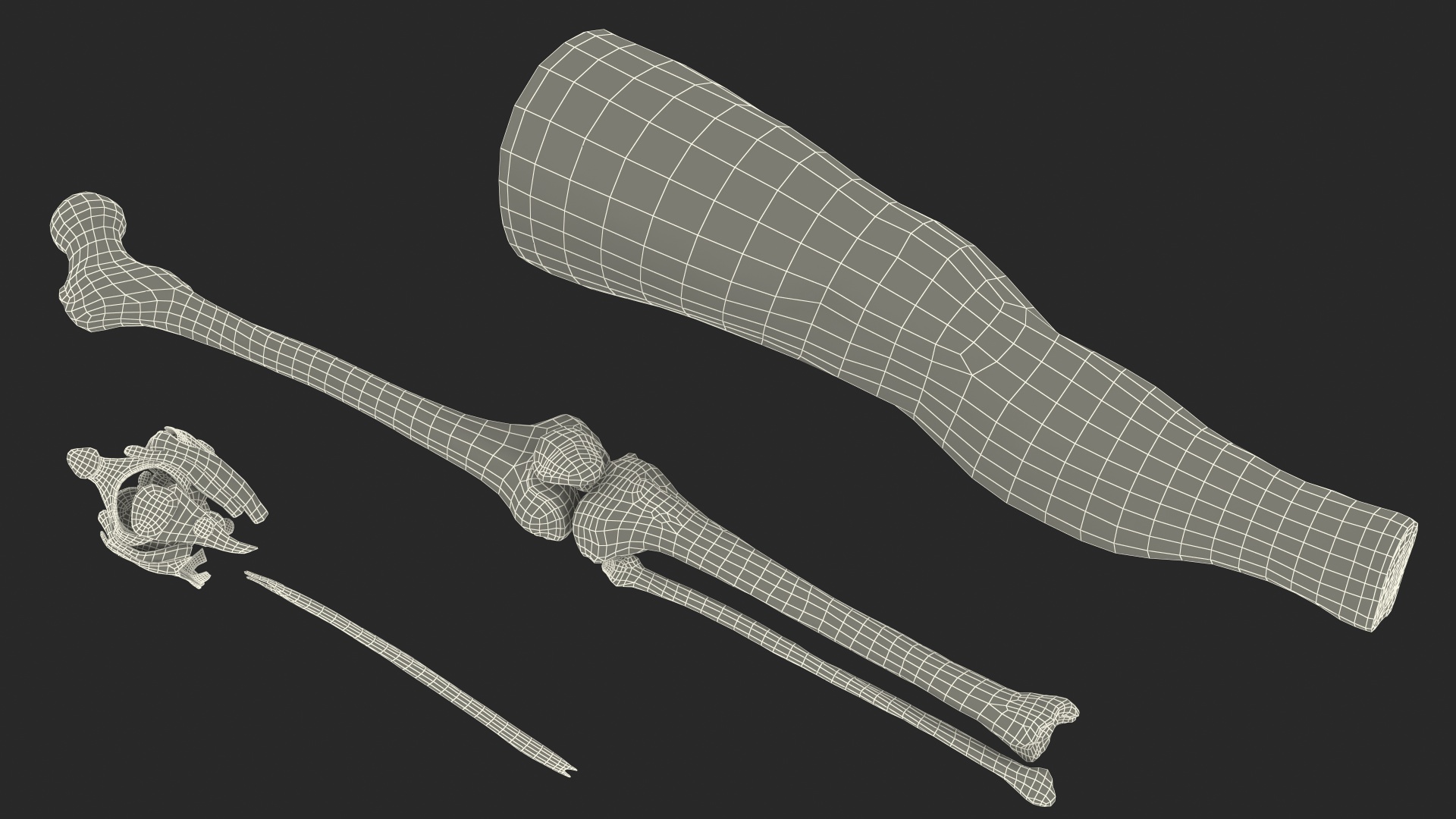 3D model Knee Human Anatomy Rigged