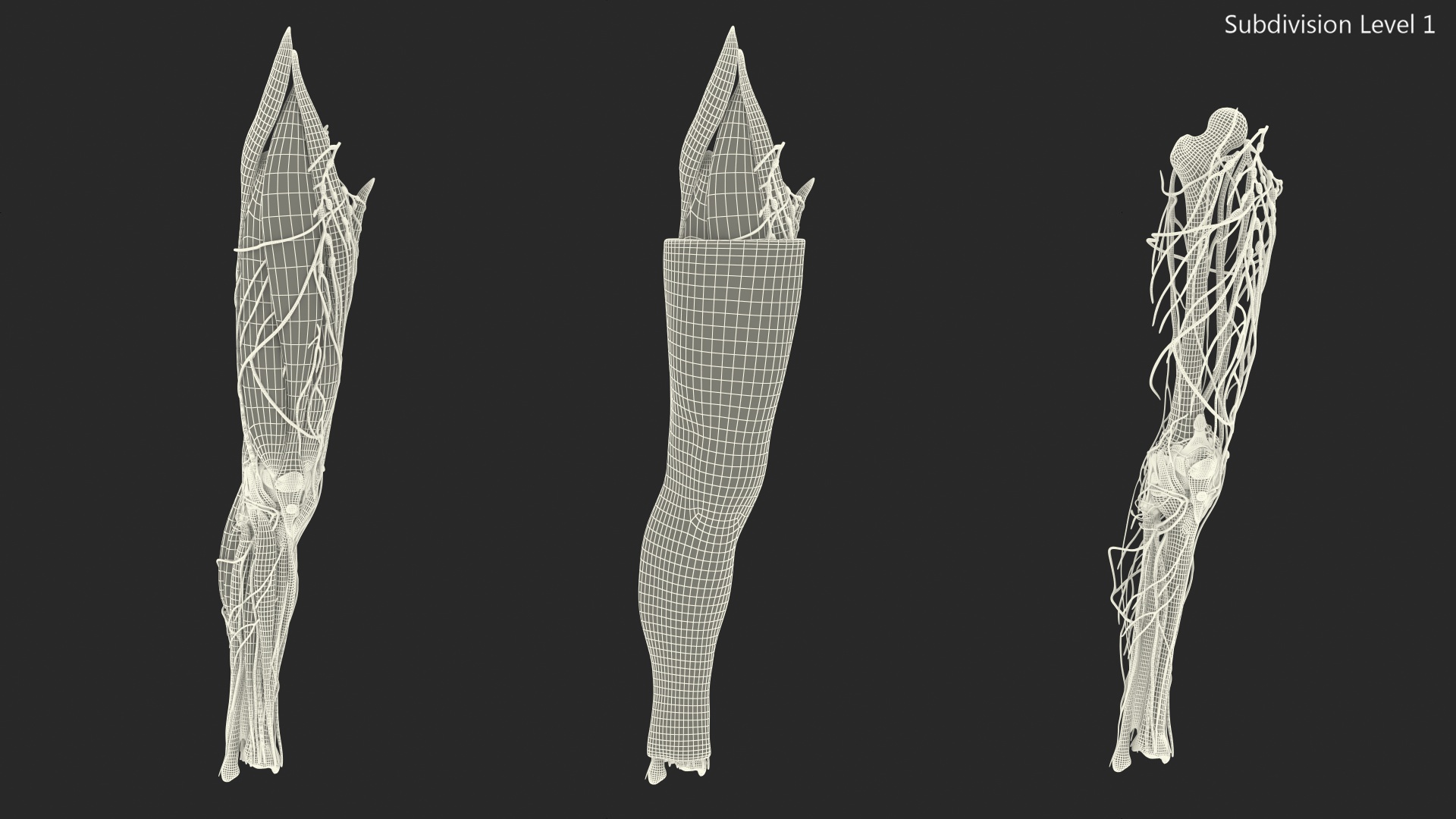 3D model Knee Human Anatomy Rigged