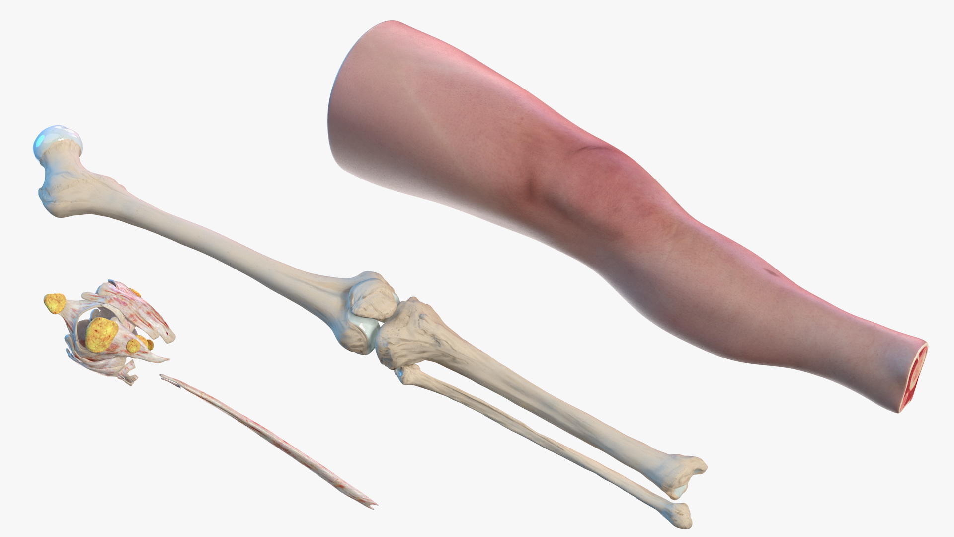3D model Knee Human Anatomy Rigged