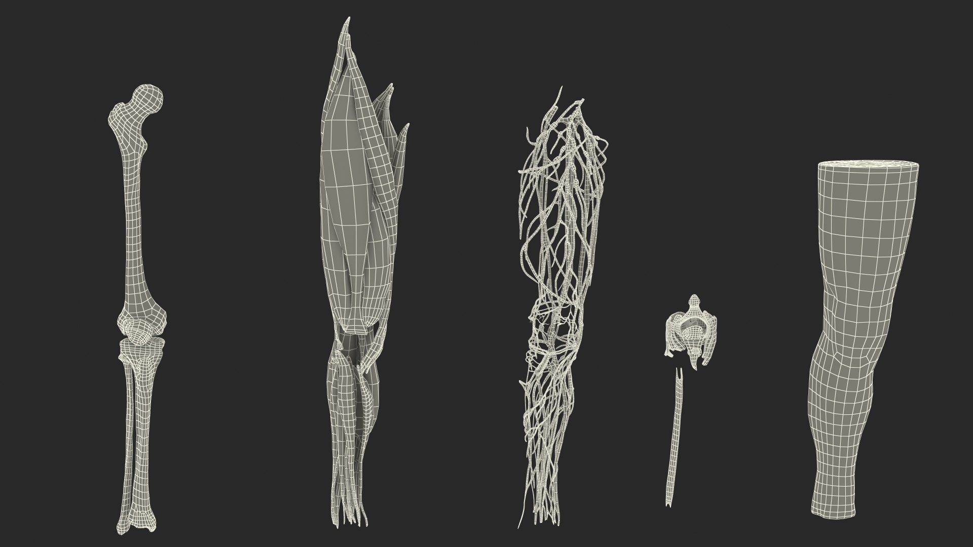 3D model Knee Human Anatomy Rigged