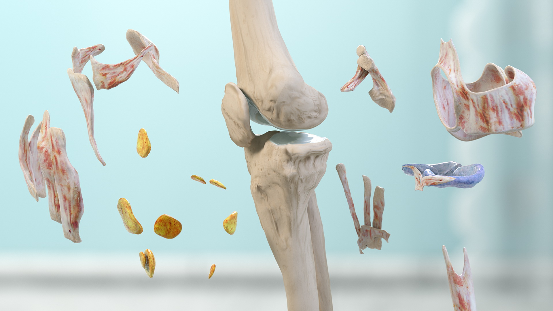 3D model Knee Human Anatomy Rigged