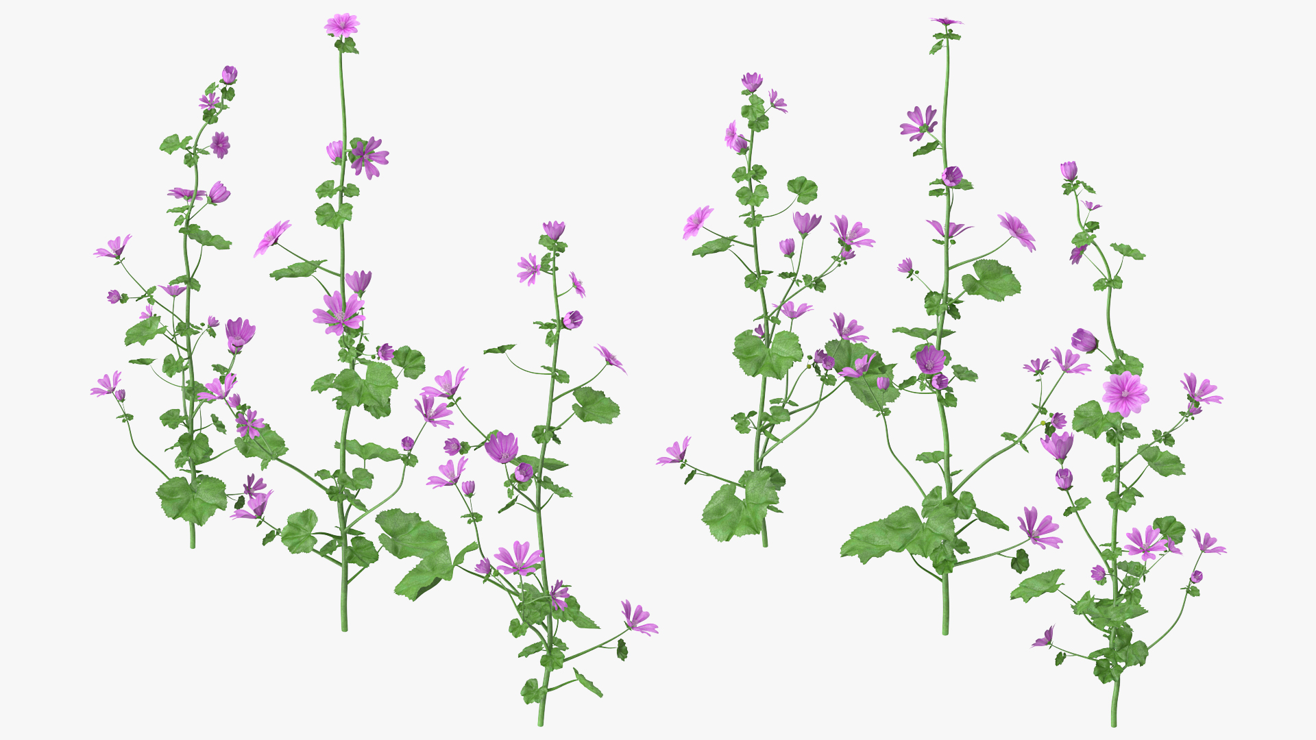 Common Mallow Plants Set 3D model