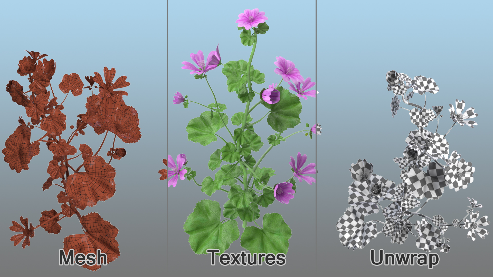 Common Mallow Plants Set 3D model