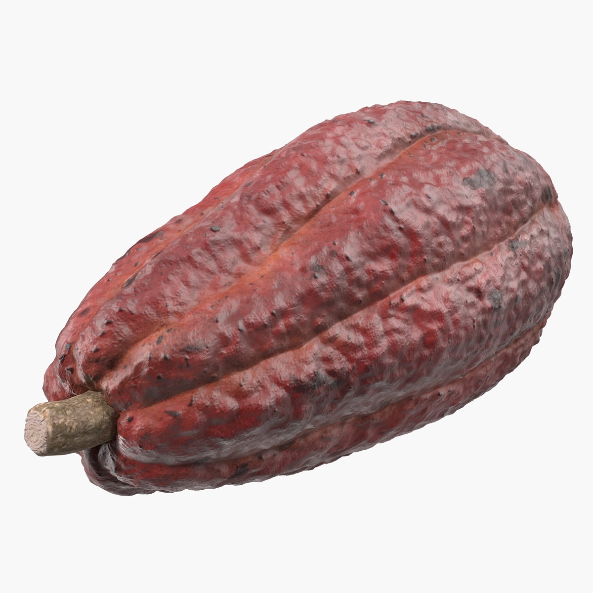Cocoa Fruit, view 4