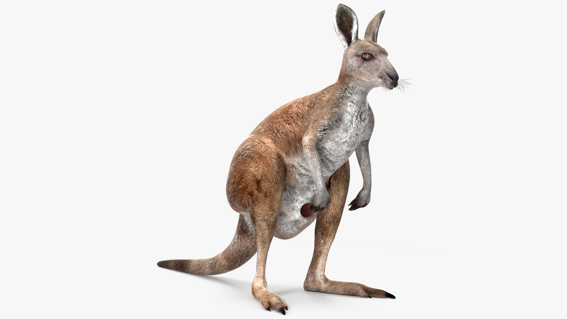 3D model Female Kangaroo