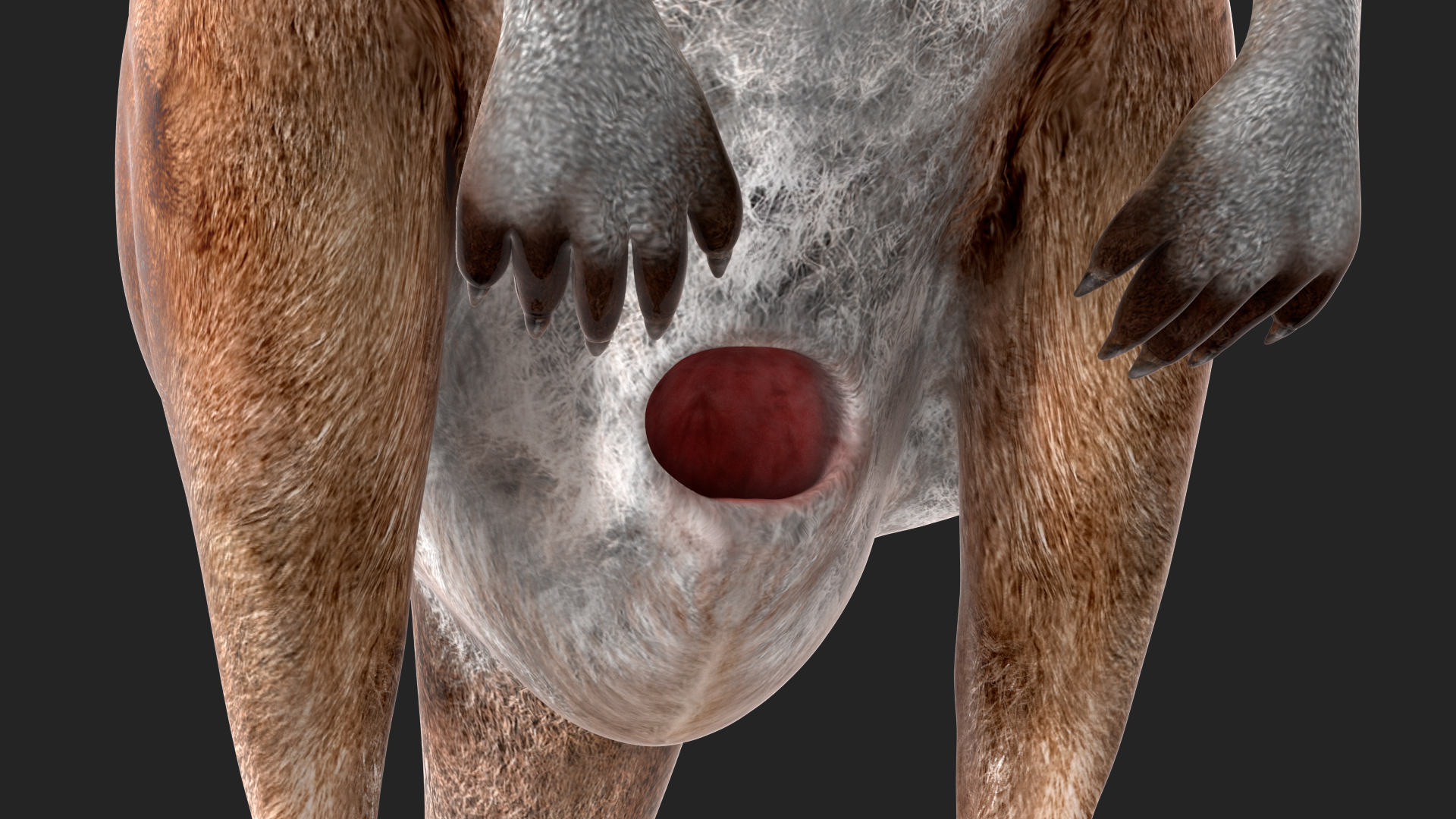 3D model Female Kangaroo
