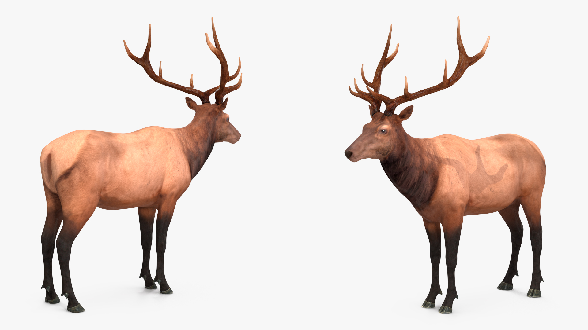 Realistic Elk Rigged for Maya 3D model