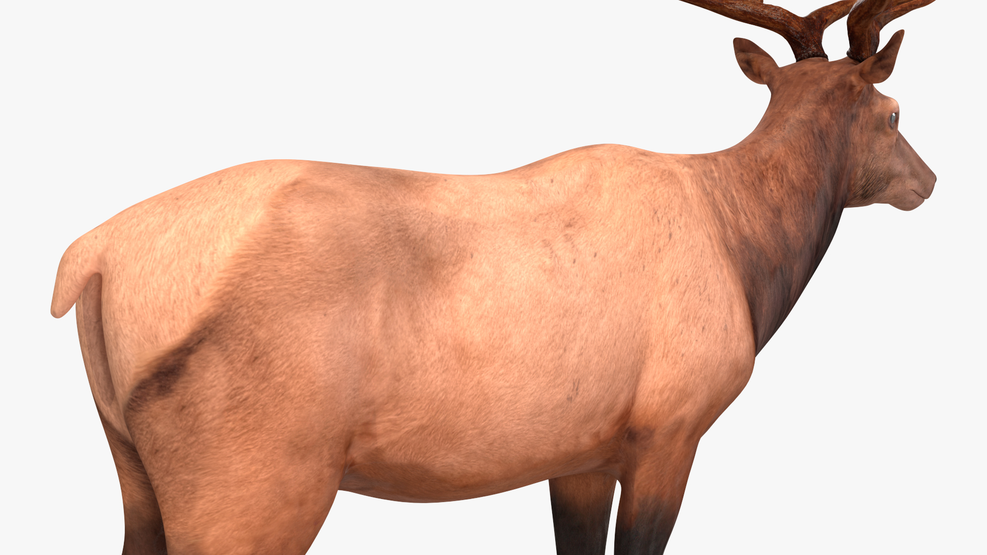 Realistic Elk Rigged for Maya 3D model