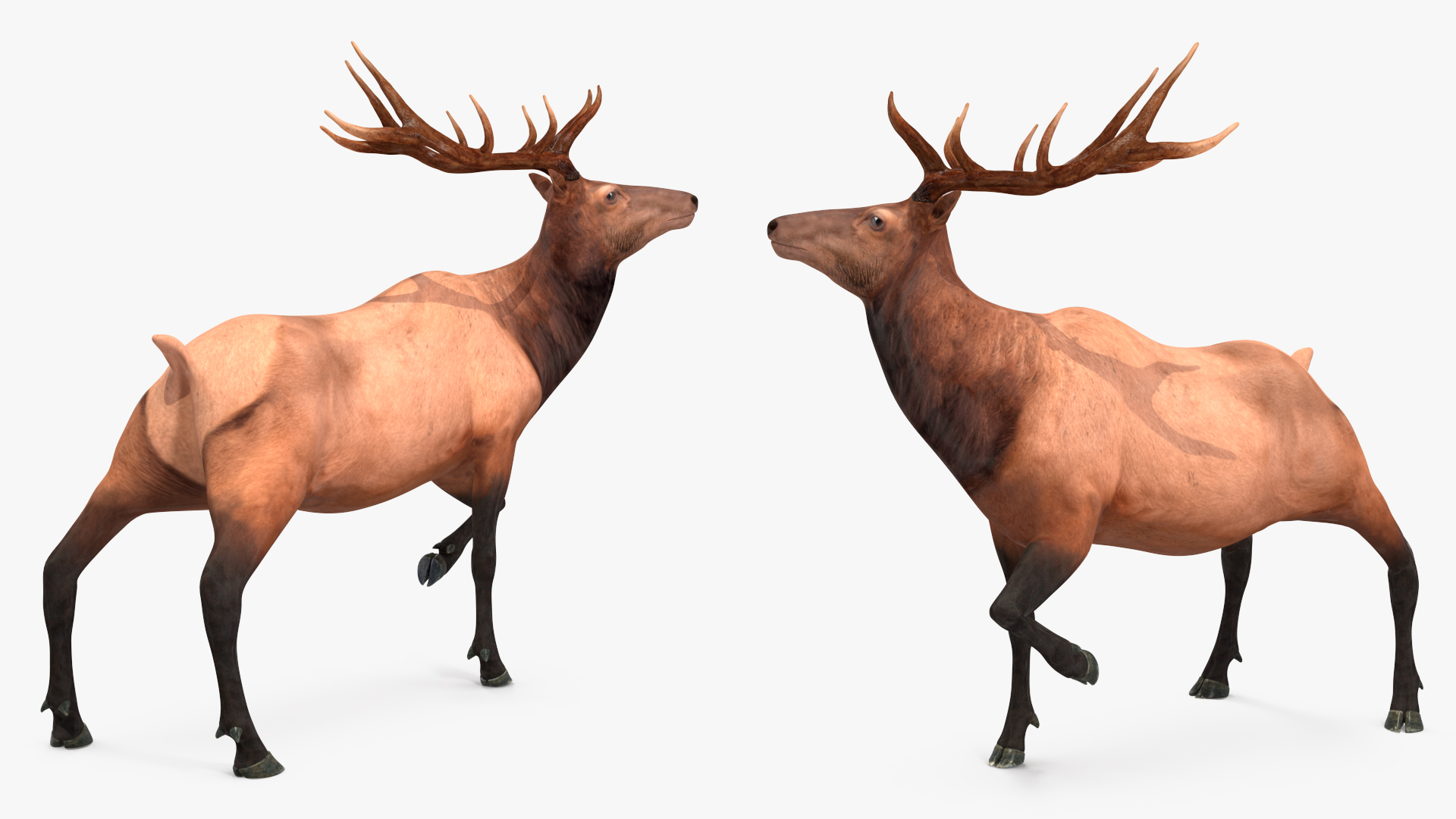 Realistic Elk Rigged for Maya 3D model