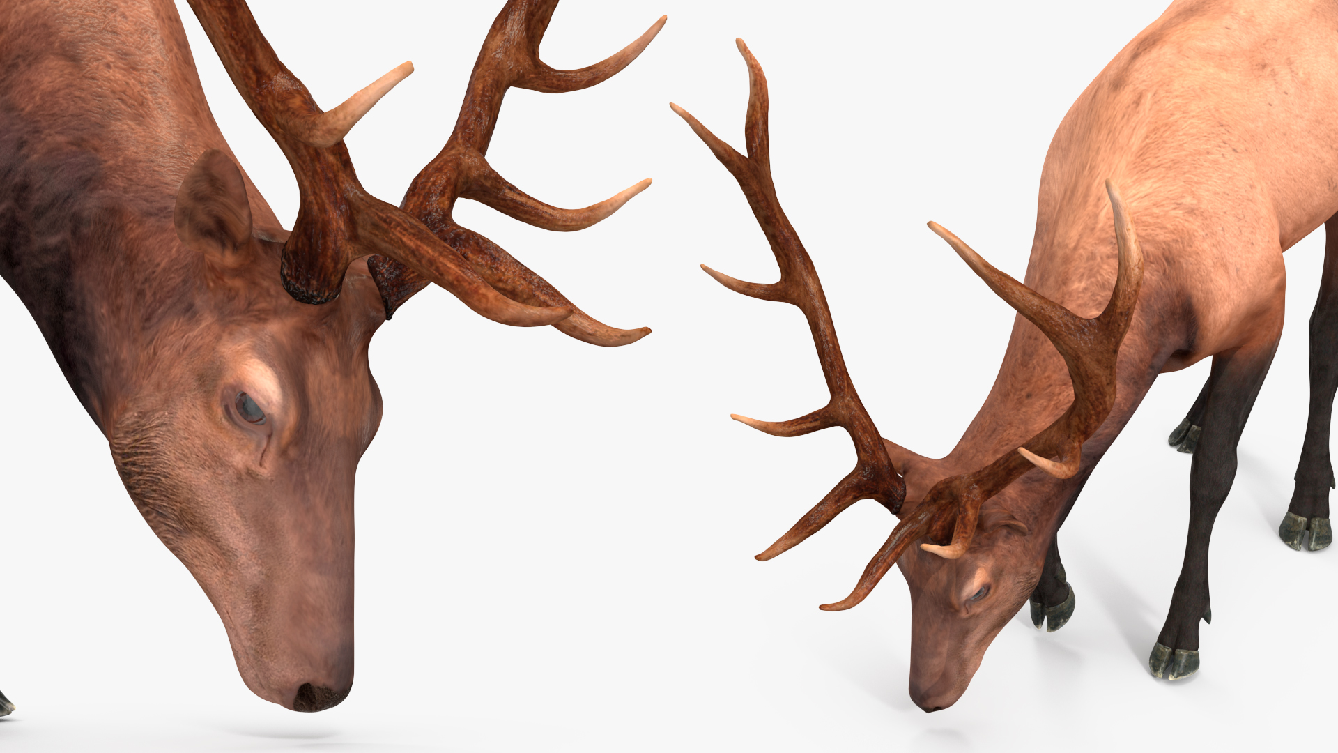Realistic Elk Rigged for Maya 3D model