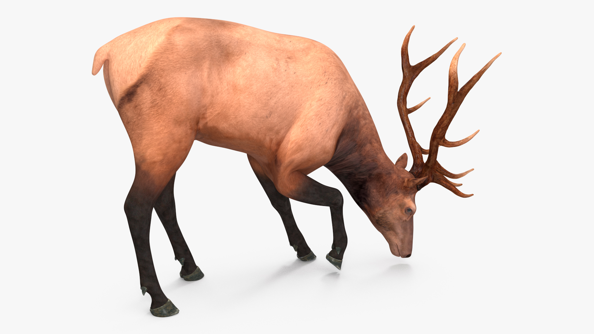 Realistic Elk Rigged for Maya 3D model
