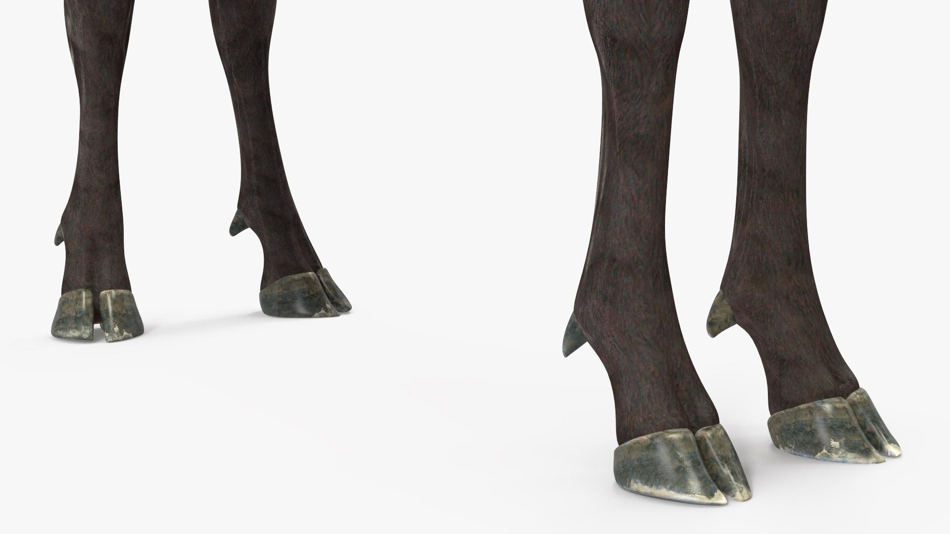 Realistic Elk Rigged for Maya 3D model