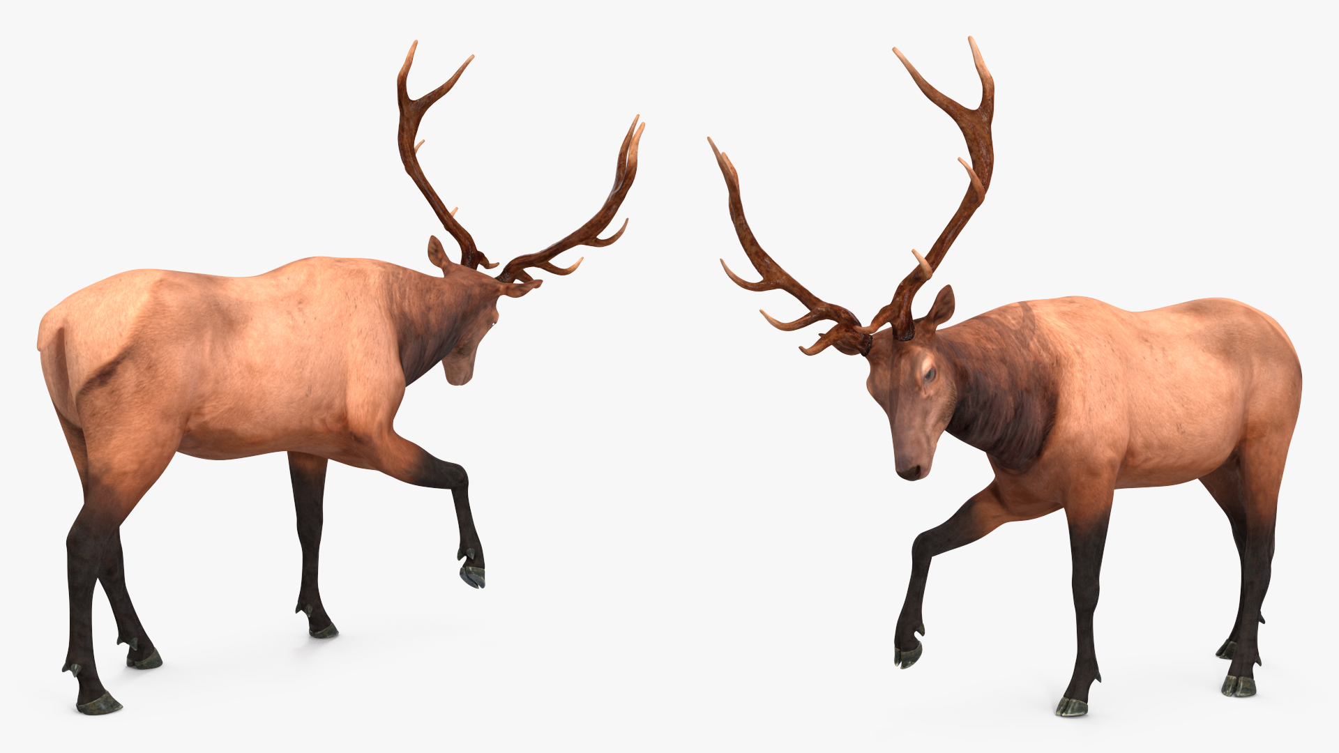 Realistic Elk Rigged for Maya 3D model