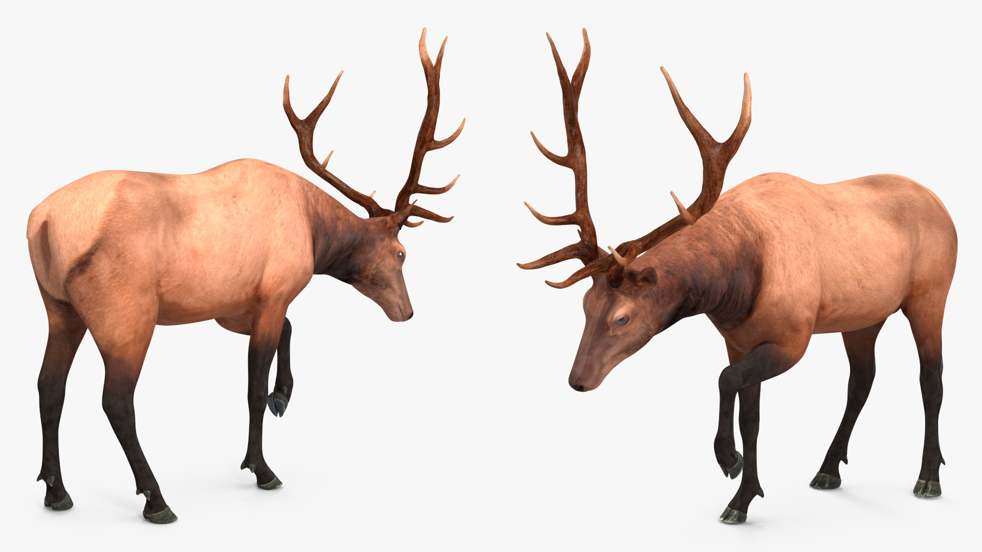Realistic Elk Rigged for Maya 3D model