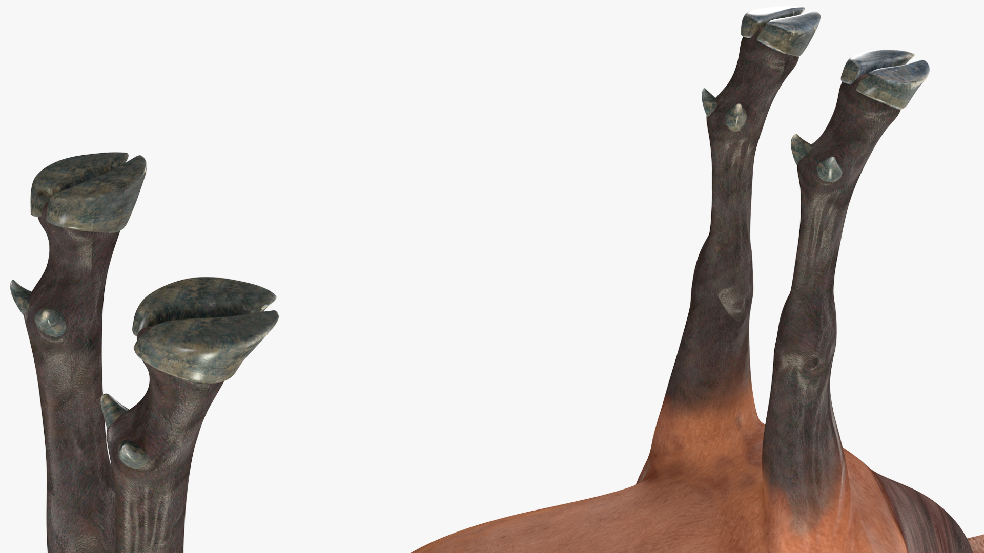 Realistic Elk Rigged for Maya 3D model