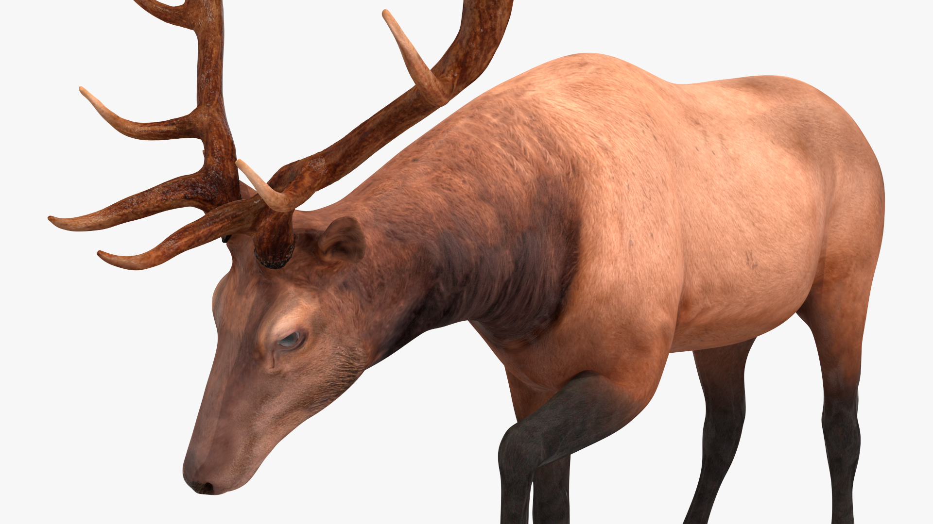 Realistic Elk Rigged for Maya 3D model