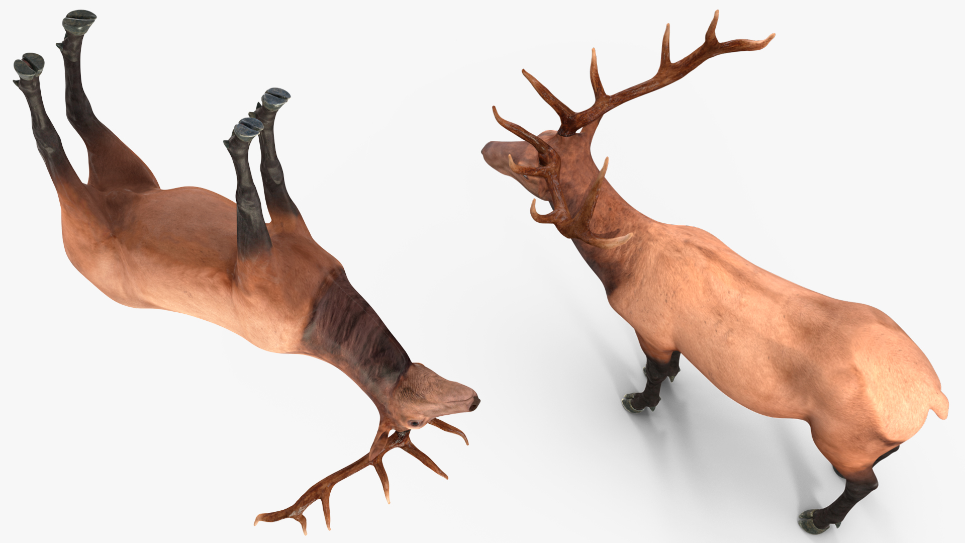 Realistic Elk Rigged for Maya 3D model