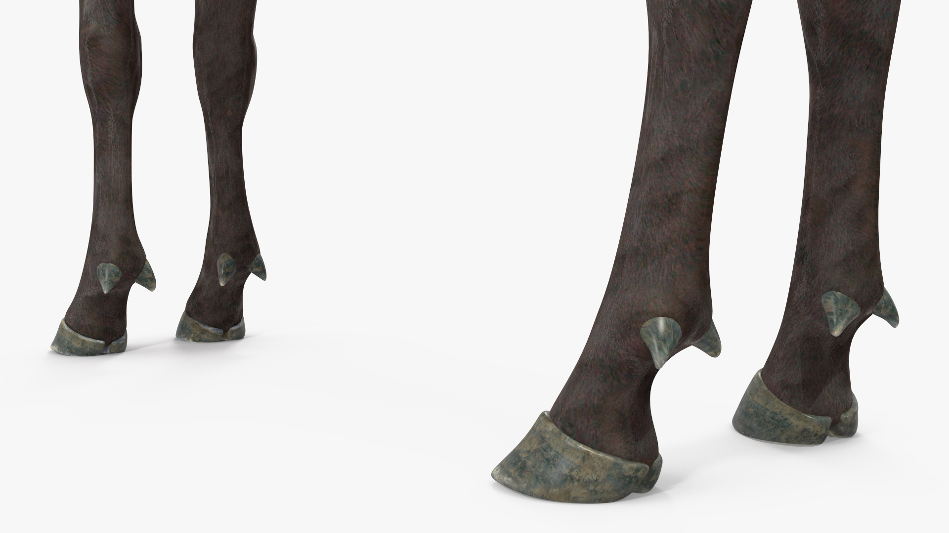 Realistic Elk Rigged for Maya 3D model