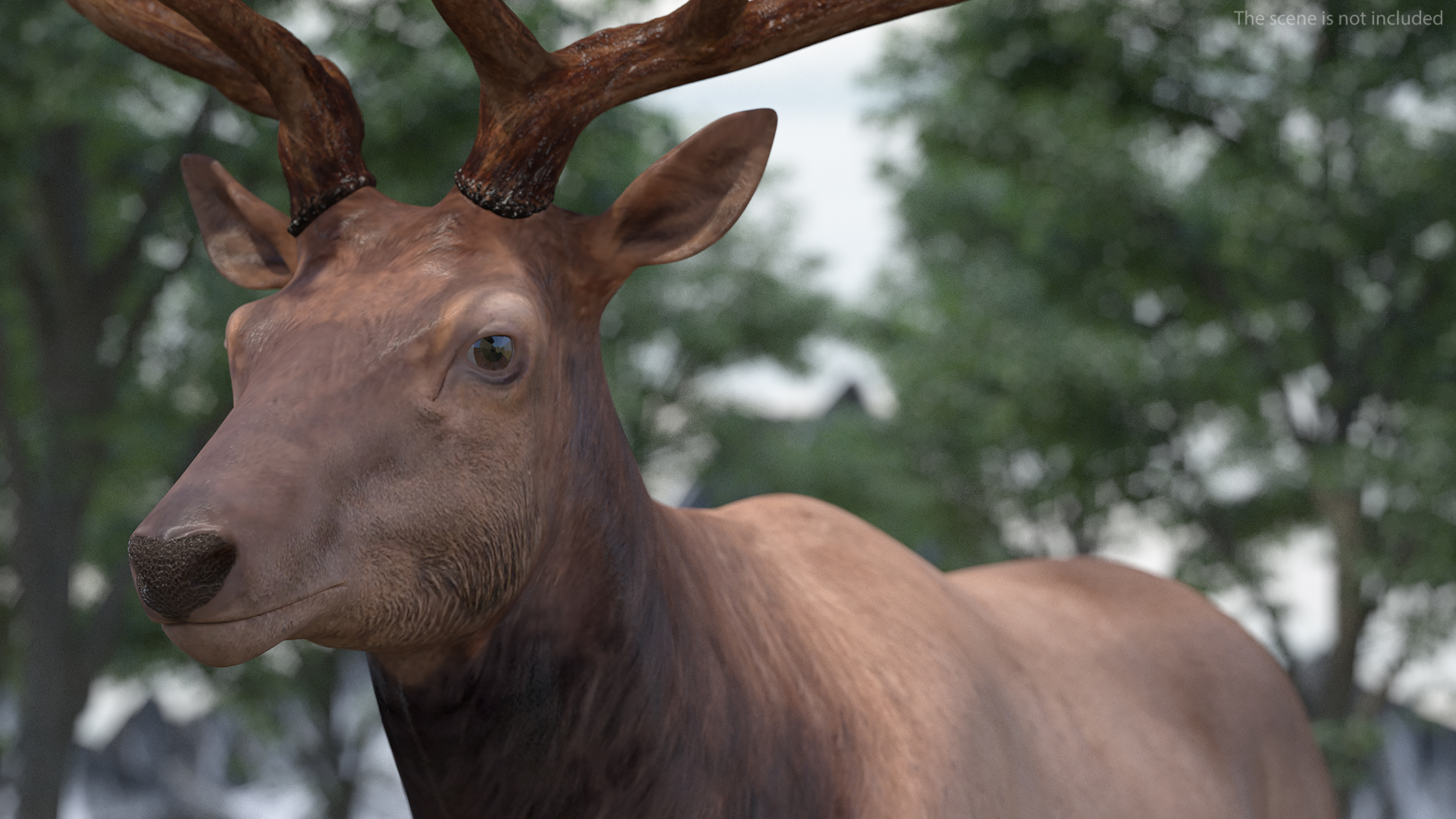 Realistic Elk Rigged for Maya 3D model