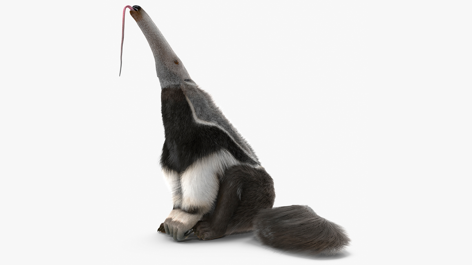 3D model Anteater Sitting Pose Fur