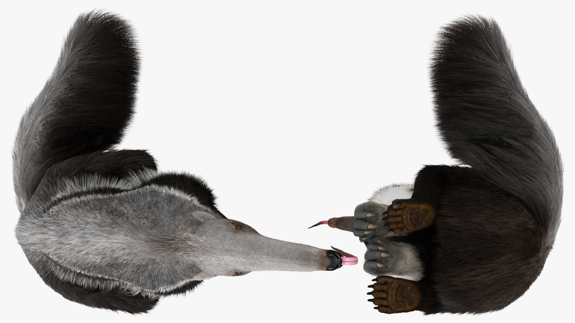 3D model Anteater Sitting Pose Fur
