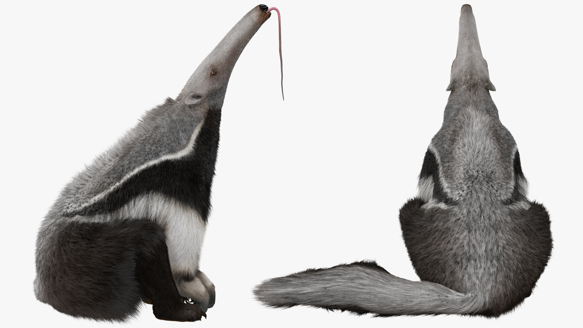 3D model Anteater Sitting Pose Fur