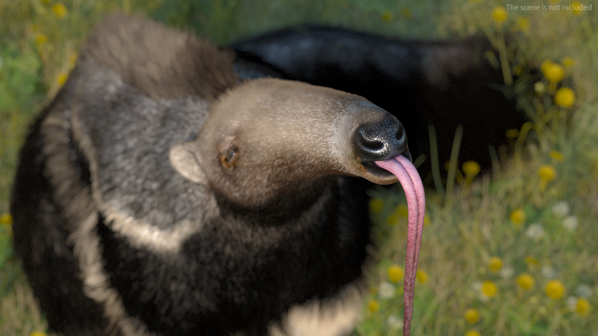 3D model Anteater Sitting Pose Fur