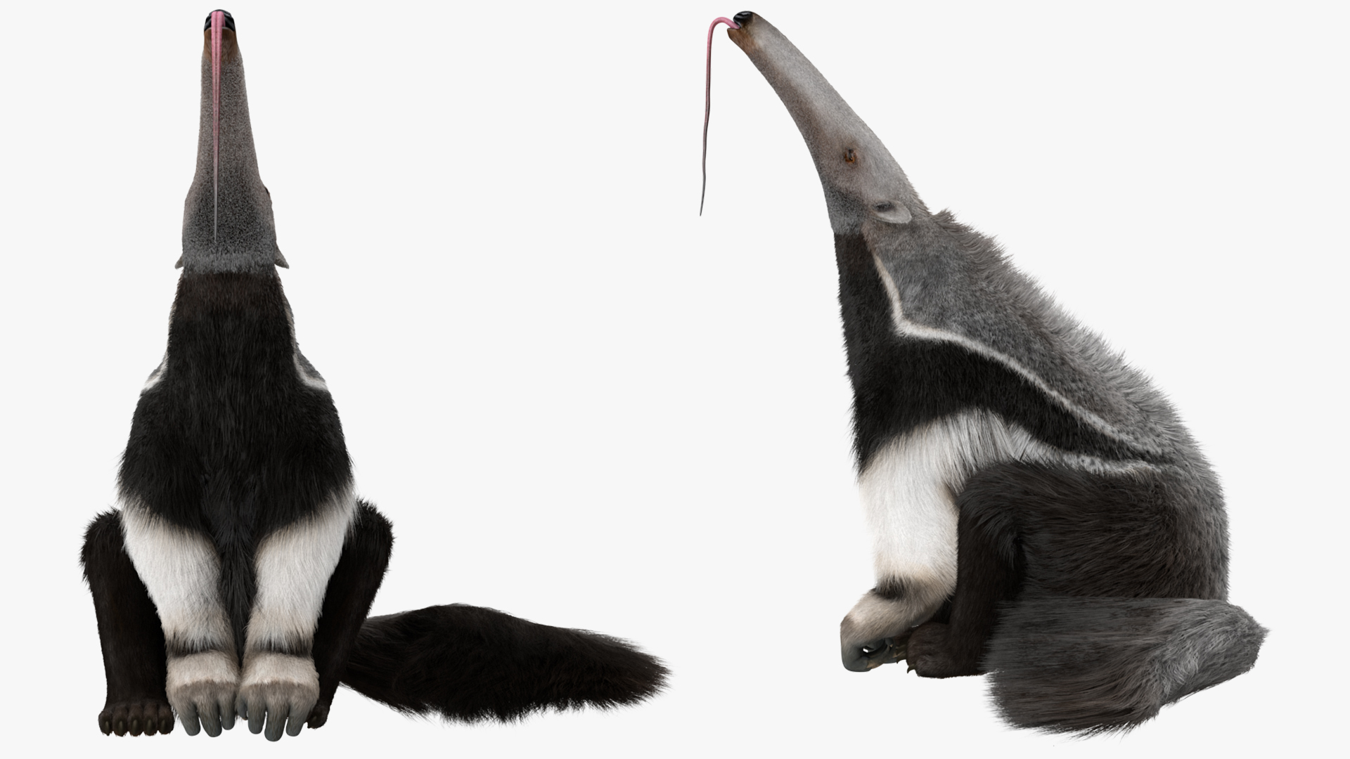3D model Anteater Sitting Pose Fur
