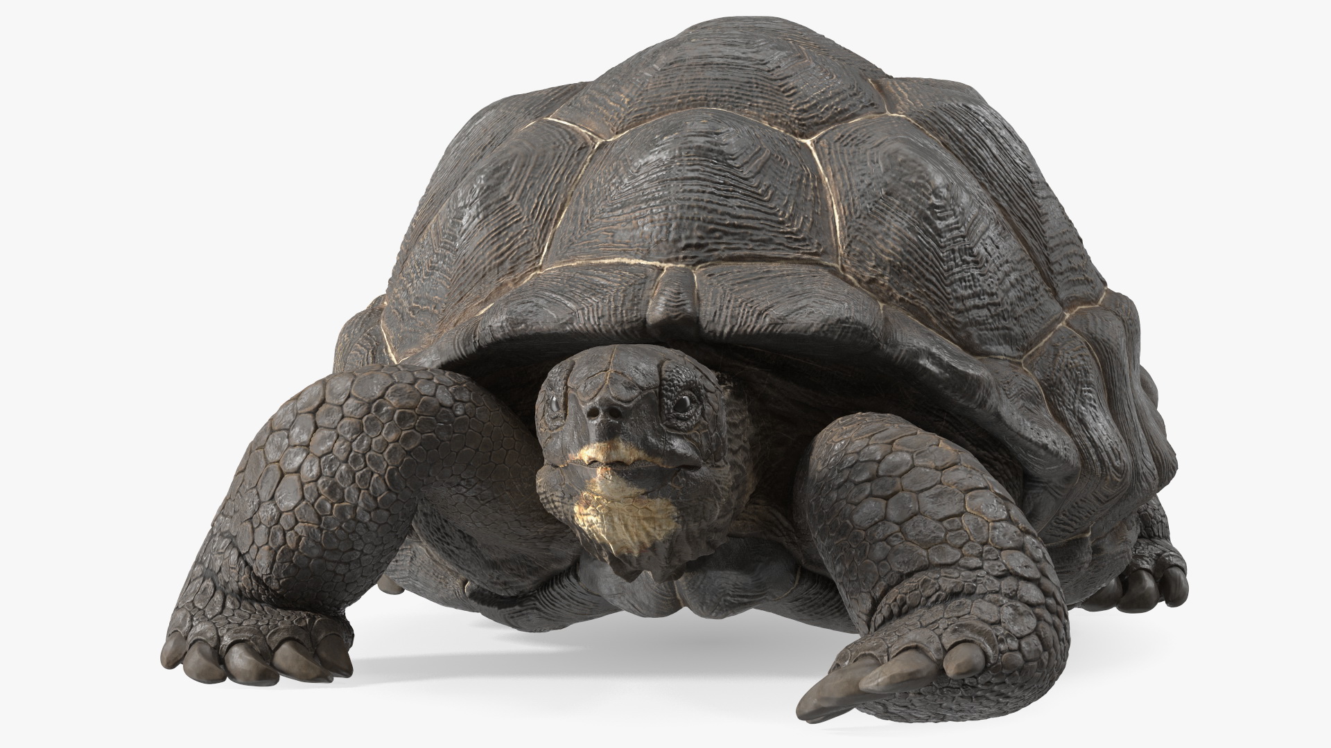 3D Giant Turtle Lying Down Pose model