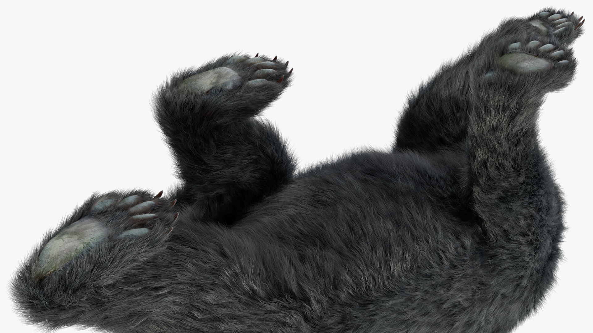3D Young Black Bear in Walking Fur