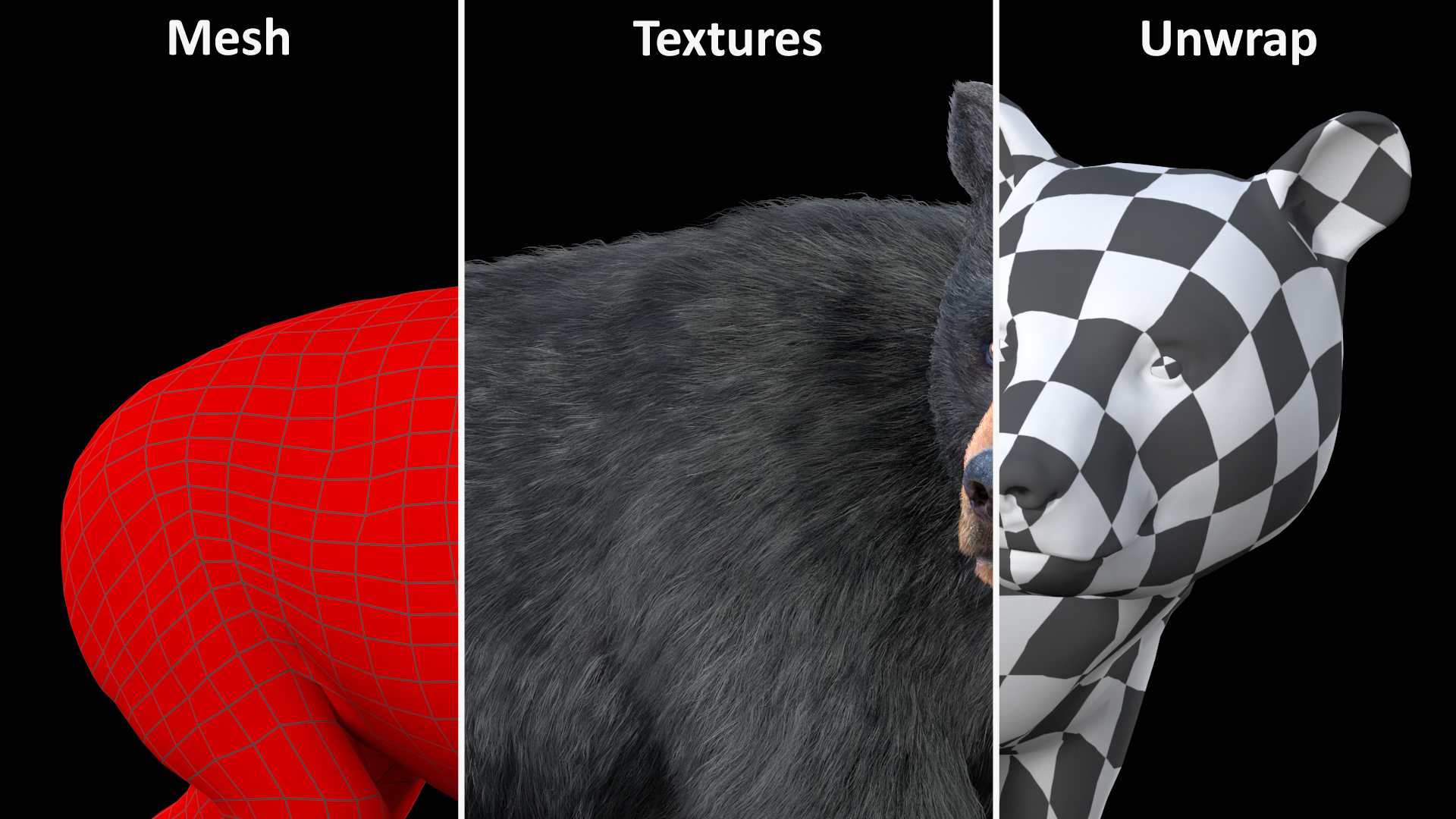 3D Young Black Bear in Walking Fur